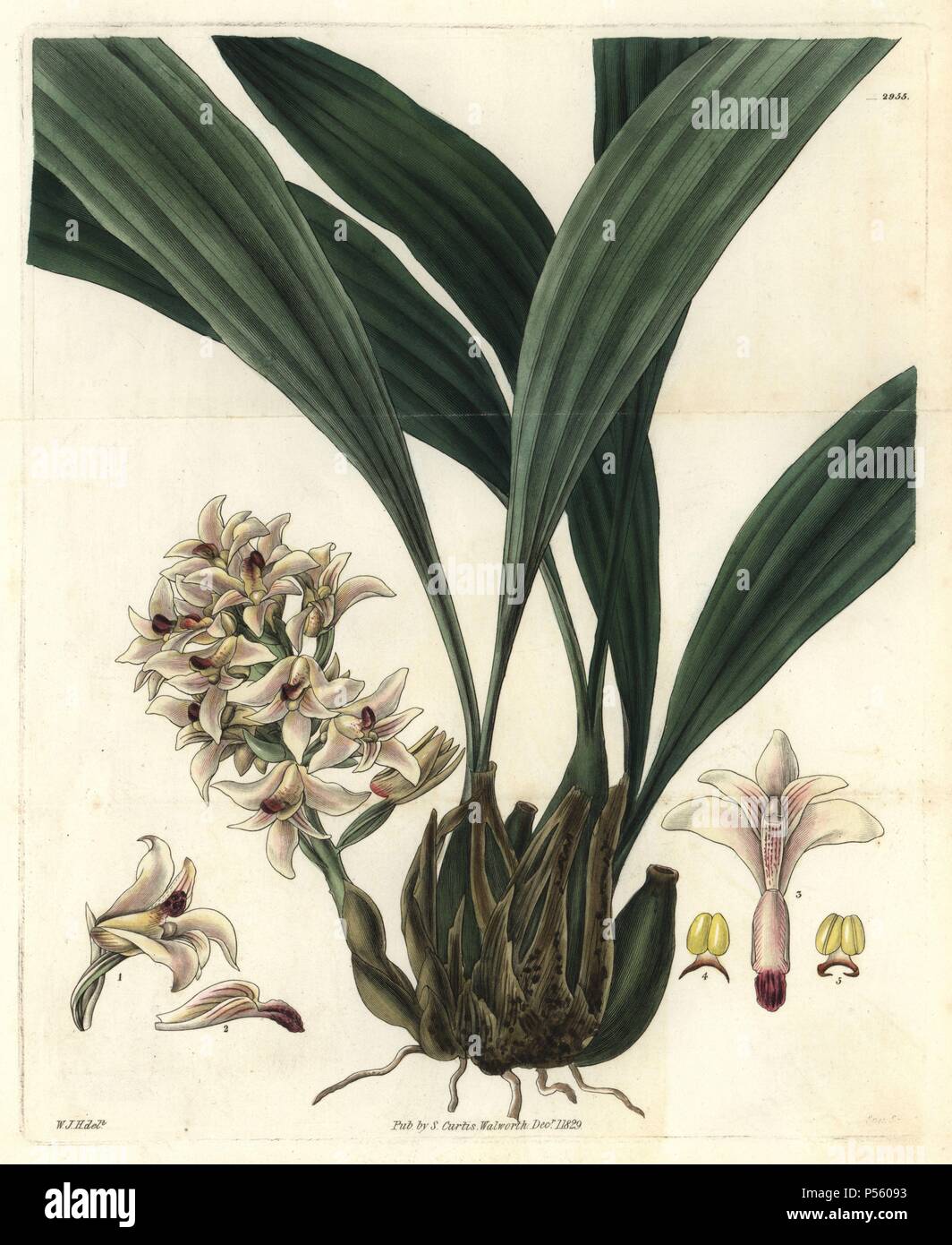 Scaly xylobium orchid, Xylobium squalens. Illustration drawn by William Jackson Hooker, engraved by Swan. Handcolored copperplate engraving from William Curtis's 'The Botanical Magazine,' Samuel Curtis, 1829. Hooker (1785-1865) was an English botanist, writer and artist. He was Regius Professor of Botany at Glasgow University, and editor of Curtis' 'Botanical Magazine' from 1827 to 1865. In 1841, he was appointed director of the Royal Botanic Gardens at Kew, and was succeeded by his son Joseph Dalton. Hooker documented the fern and orchid crazes that shook England in the mid-19th century in bo Stock Photo