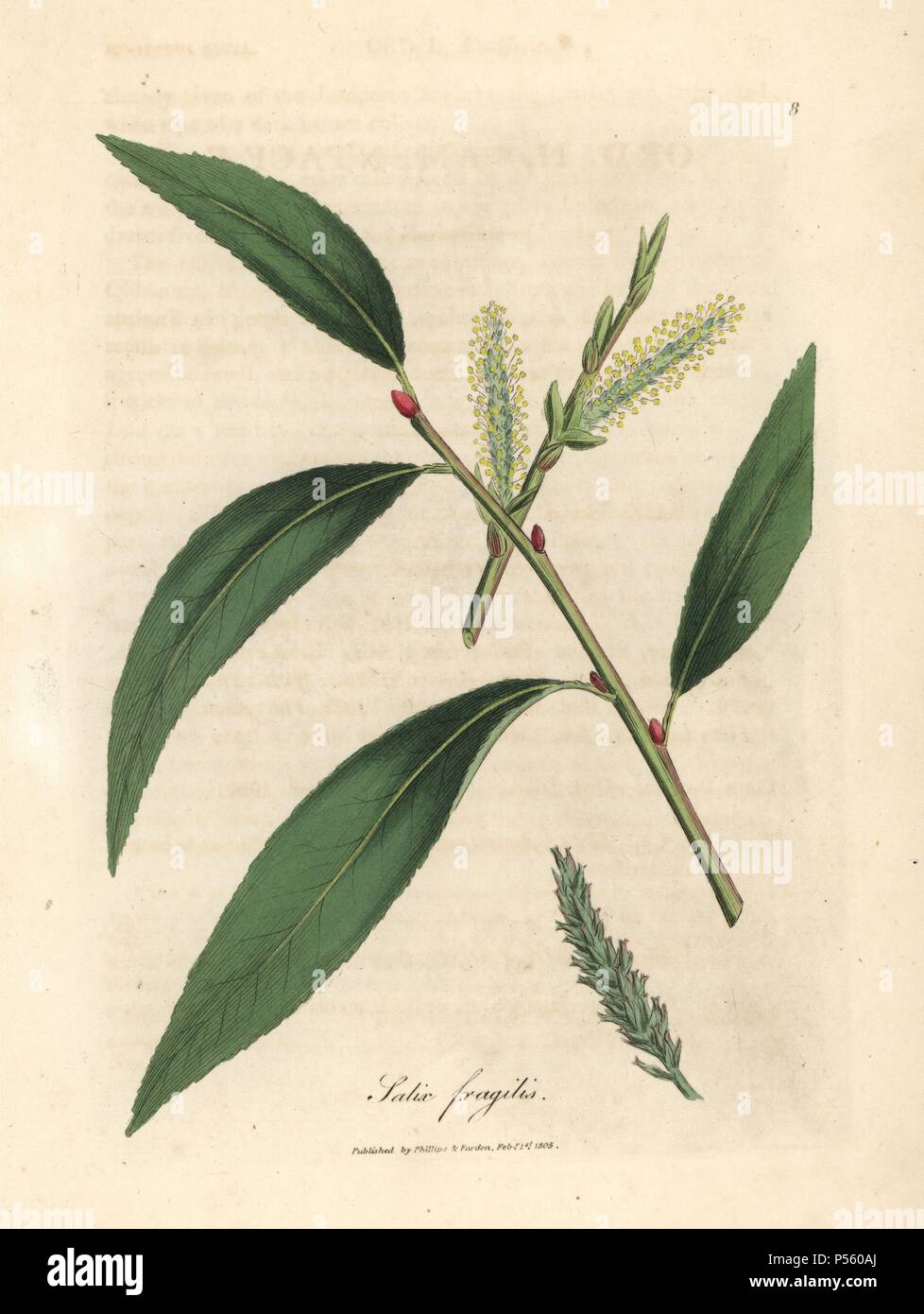 Leaves and catkins of the crack willow tree, Salix fragilis. Handcolored copperplate engraving from a botanical illustration by James Sowerby from William Woodville and Sir William Jackson Hooker's 'Medical Botany' 1832. The tireless Sowerby (1757-1822) drew over 2,500 plants for Smith's mammoth 'English Botany' (1790-1814) and 440 mushrooms for 'Coloured Figures of English Fungi ' (1797) among many other works. Stock Photo