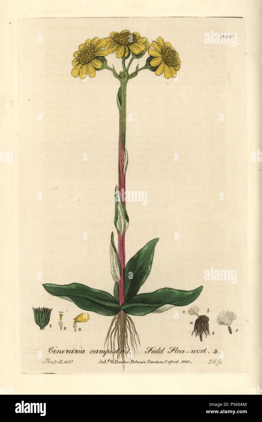 Field flea wort, Cineraria campestris. Handcoloured copperplate engraving by J. Whessell from a drawing by Isaac Russell from William Baxter's 'British Phaenogamous Botany' 1836. Scotsman William Baxter (1788-1871) was the curator of the Oxford Botanic Garden from 1813 to 1854. Stock Photo