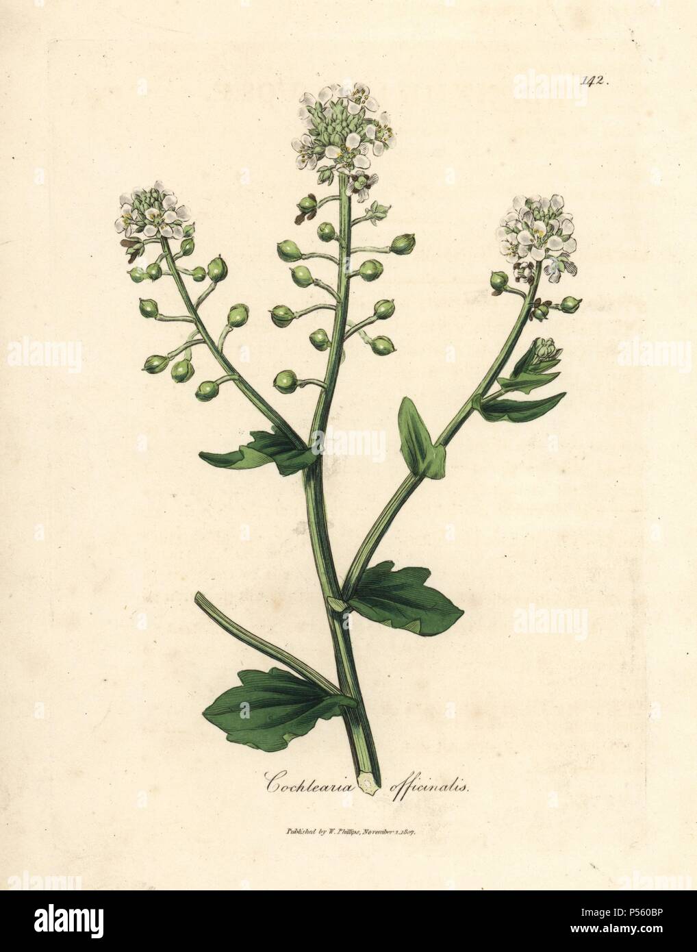 Scurvygrass, Cochlearia officinalis. Handcoloured copperplate engraving from a botanical illustration by James Sowerby from William Woodville and Sir William Jackson Hooker's 'Medical Botany,' John Bohn, London, 1832. The tireless Sowerby (1757-1822) drew over 2, 500 plants for Smith's mammoth 'English Botany' (1790-1814) and 440 mushrooms for 'Coloured Figures of English Fungi ' (1797) among many other works. Stock Photo