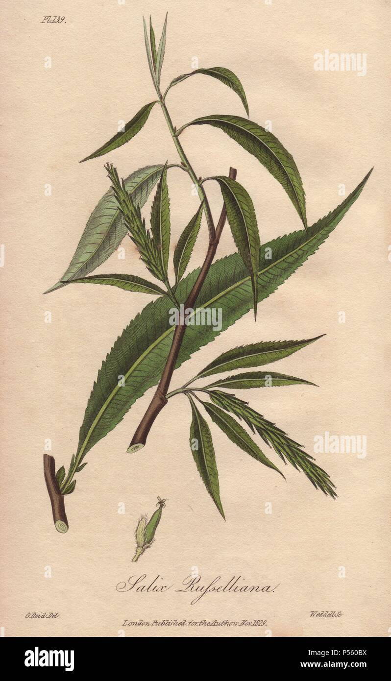 Crack willow, Salix fragilis. Handcoloured botanical illustration drawn by G. Reid and engraved on steel by Weddell from John Stephenson and James Morss Churchill's 'Medical Botany: or Illustrations and descriptions of the medicinal plants of the London, Edinburgh, and Dublin pharmacopœias,' John Churchill, London, 1831. Stock Photo