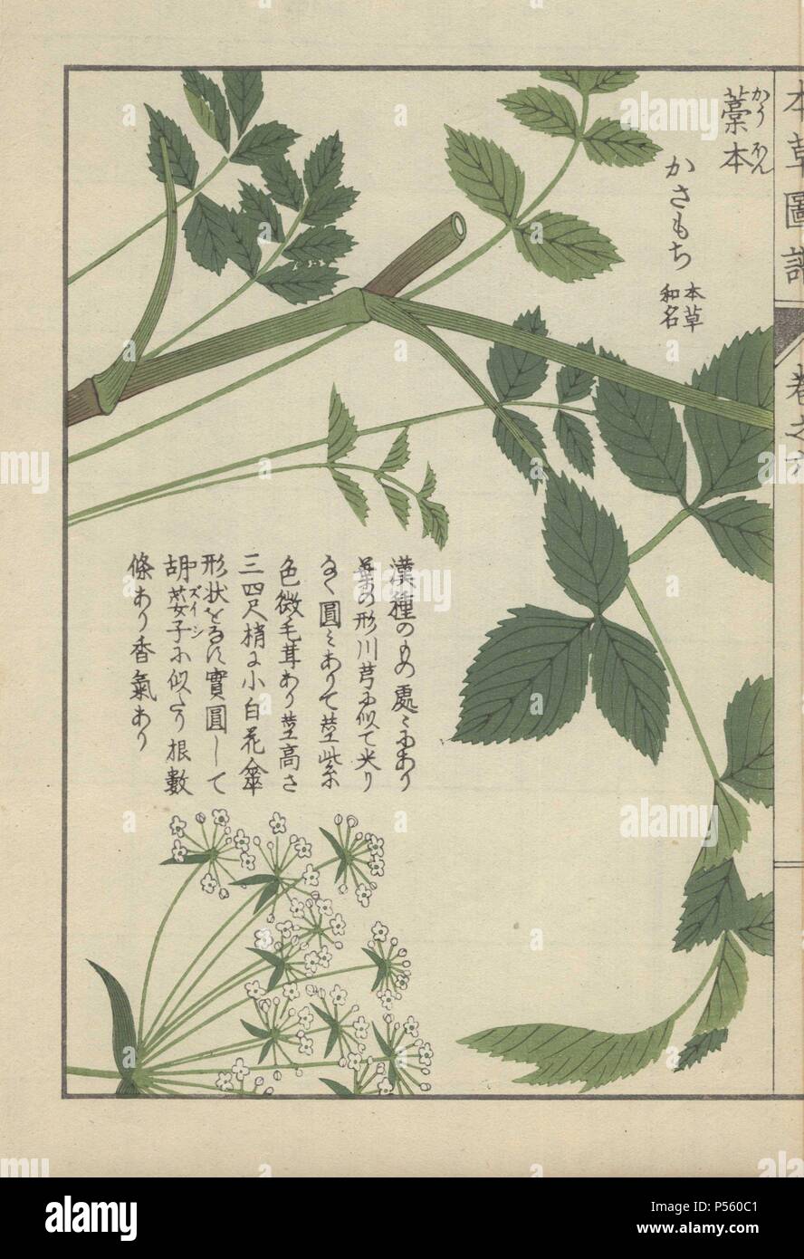Leaves And Tiny White Flowers From A Type Of Japanese Wild - 