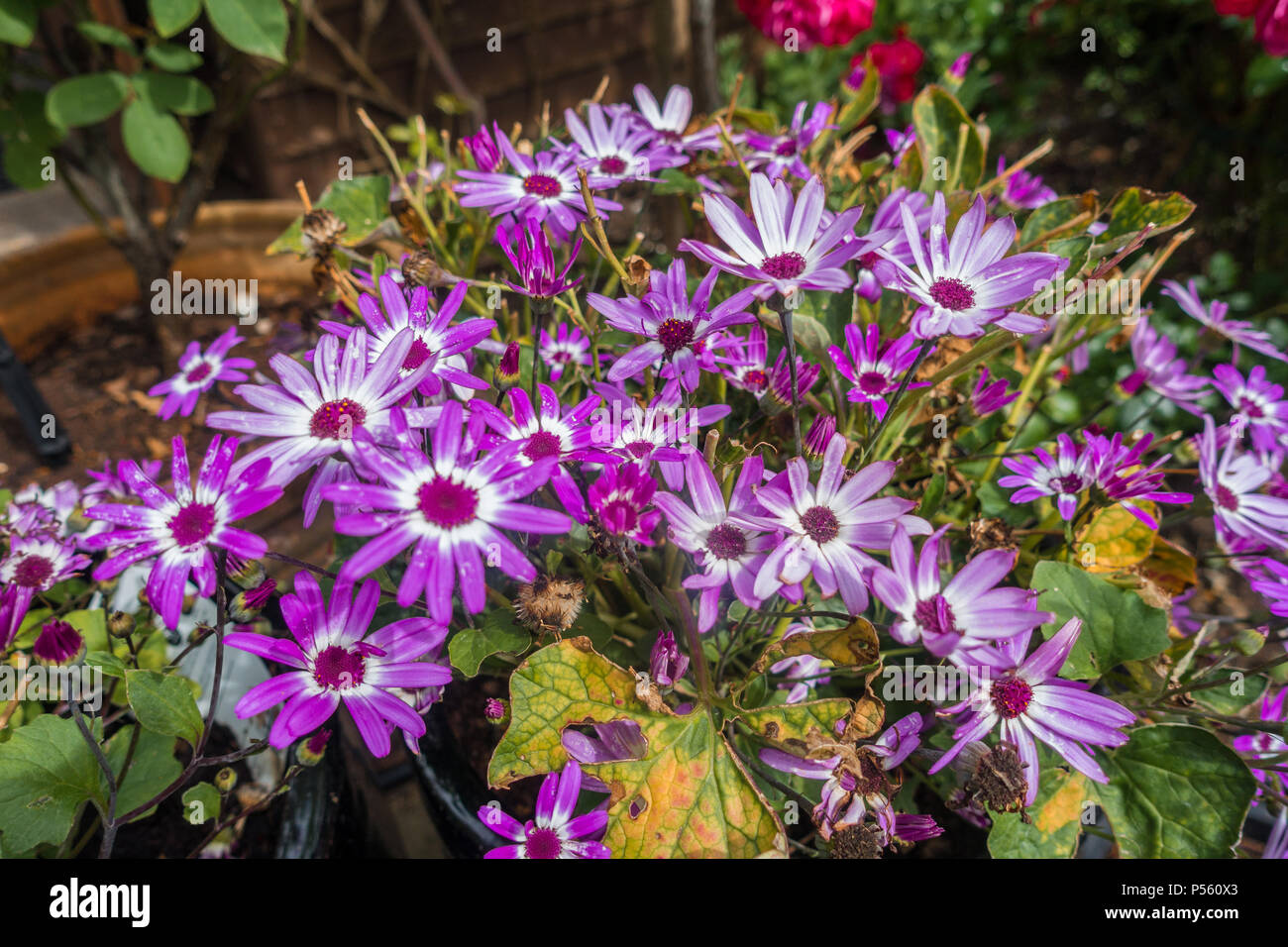 Pericallis Senetti flowering with pink and white flowers in a garden. Stock Photo