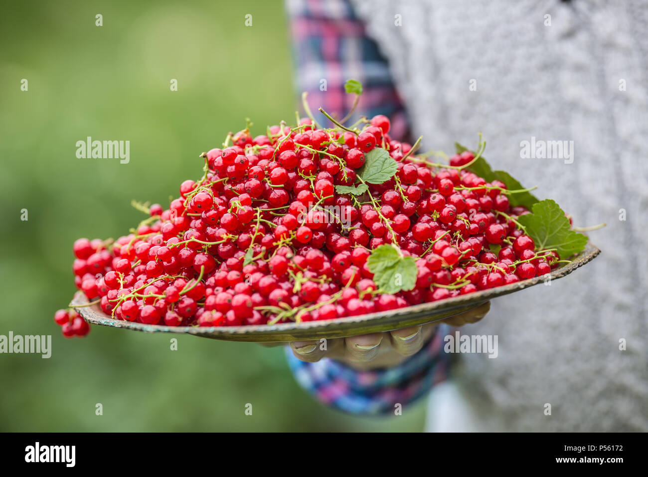 Pensioner farmer in garden holding plate full of red currants. Stock Photo