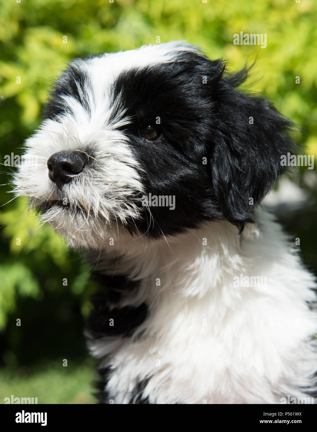 White Funny Tibetan Terrier Dog Puppy Is Sitting On Nature Stock