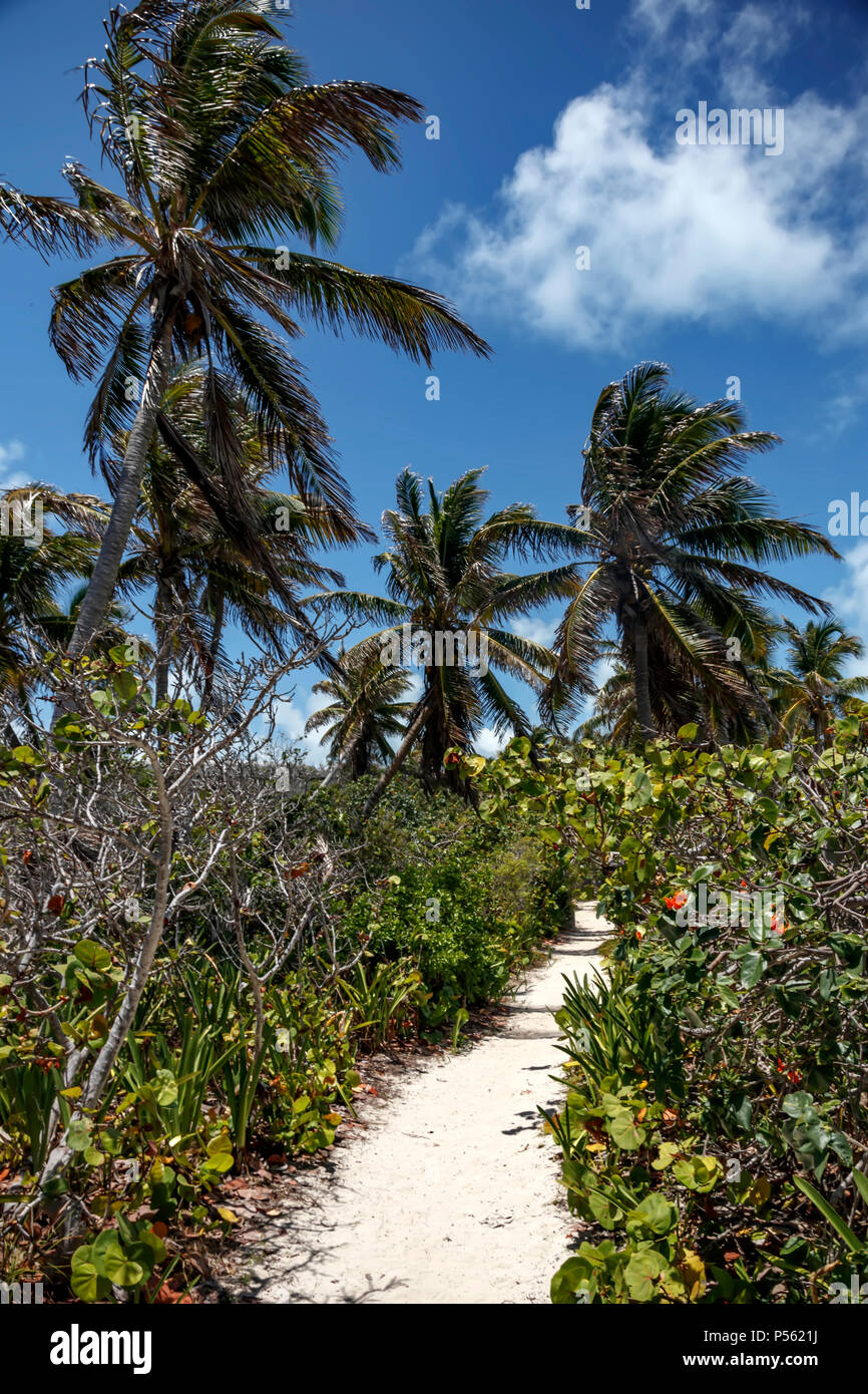 Walking path from white sand between palm trees Stock Photo - Alamy