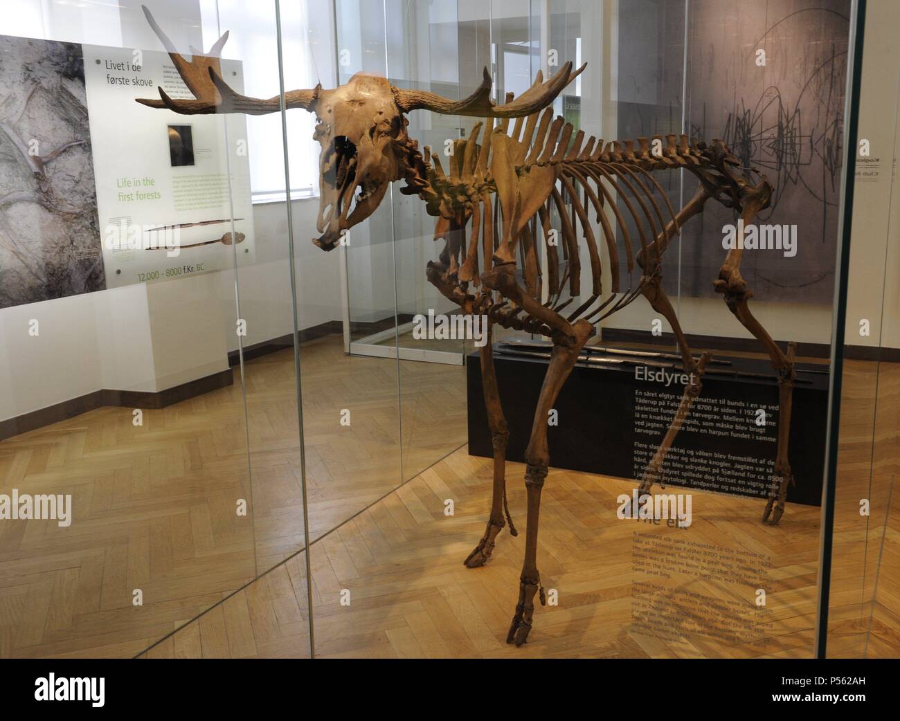 Skeleton of an elk. Found in a peat bod of Taderup, island of Falster.  Mesolithic. 8700 years ago. National Museum of Denmark. Copenhagen. Denmark  Stock Photo - Alamy