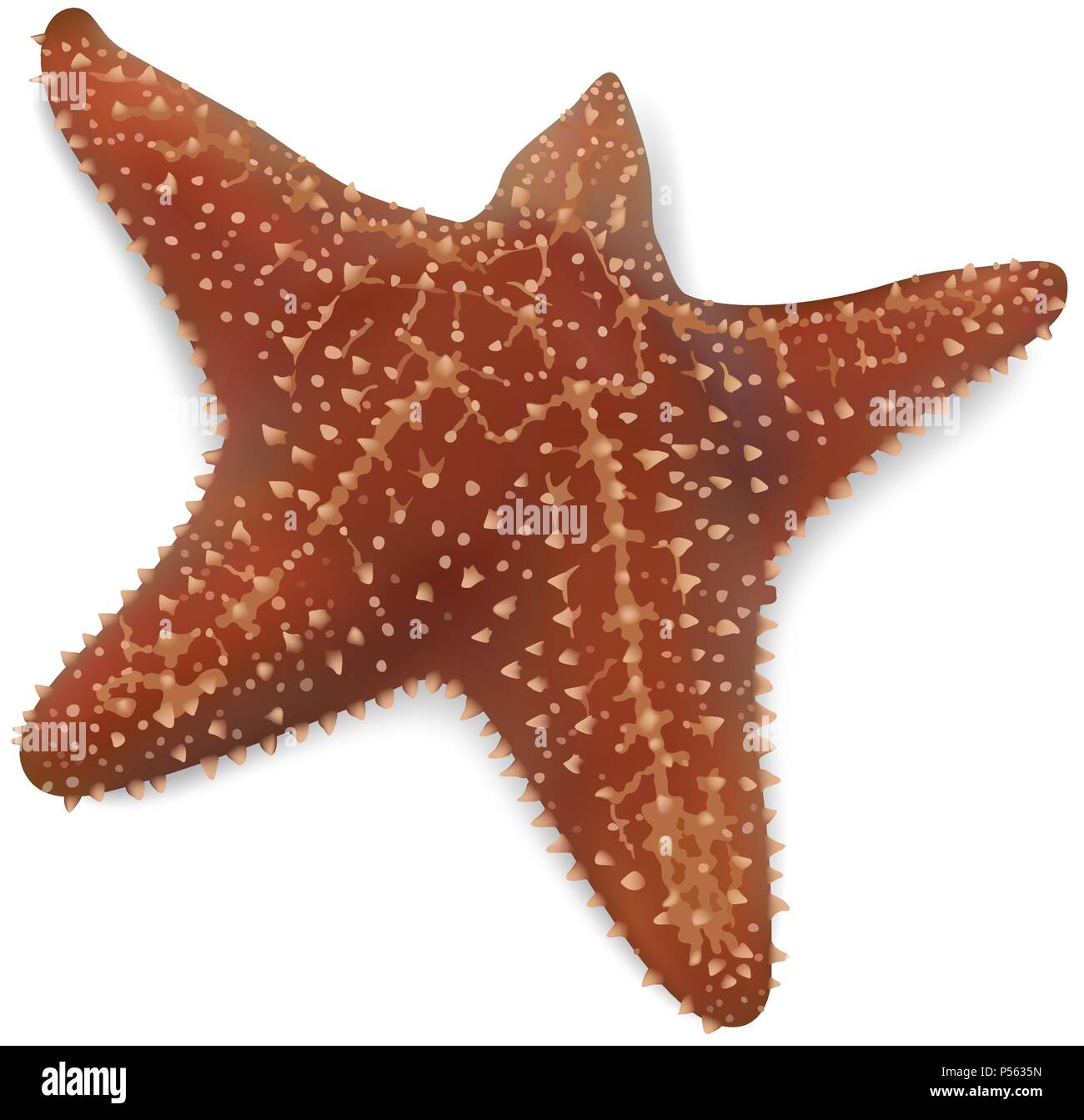 Starfish on a White Background Stock Vector Image & Art - Alamy
