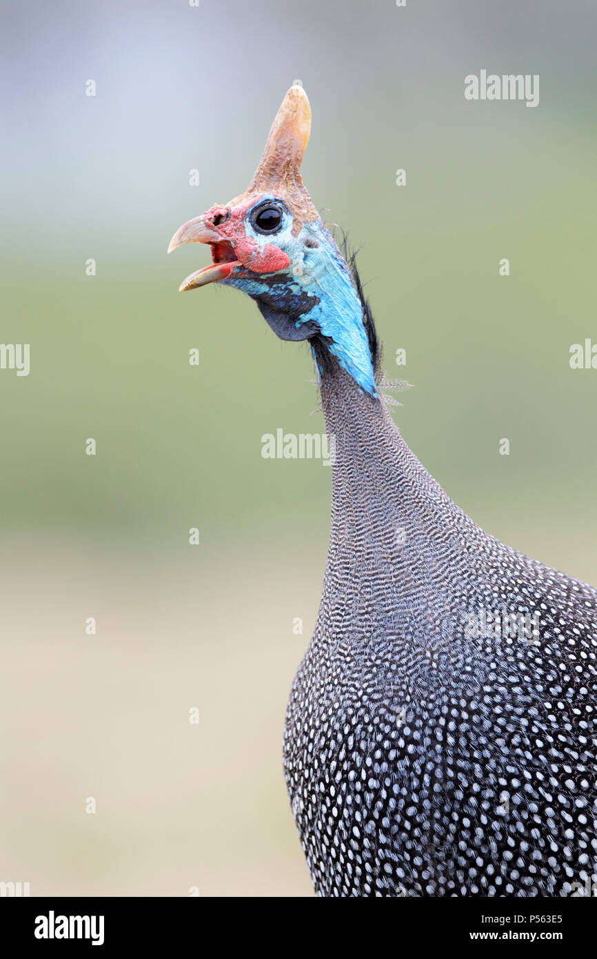 Helmeted guineafowl (Numida meleagris) portrait, calling, Ngorongoro crater national park, Tanzania. Stock Photo