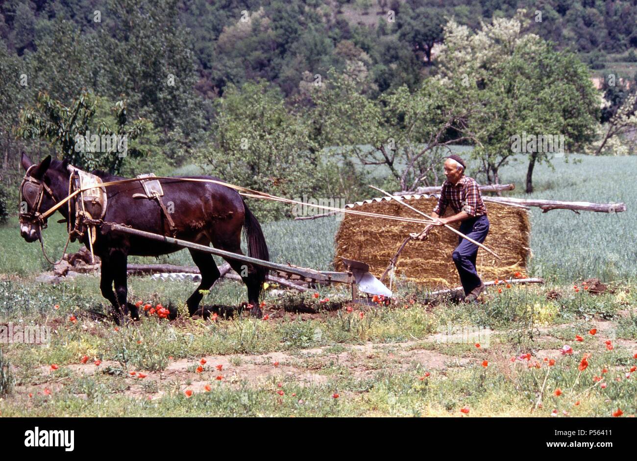 Agricultor arando un campo con ayuda de una mula. España. Stock Photo