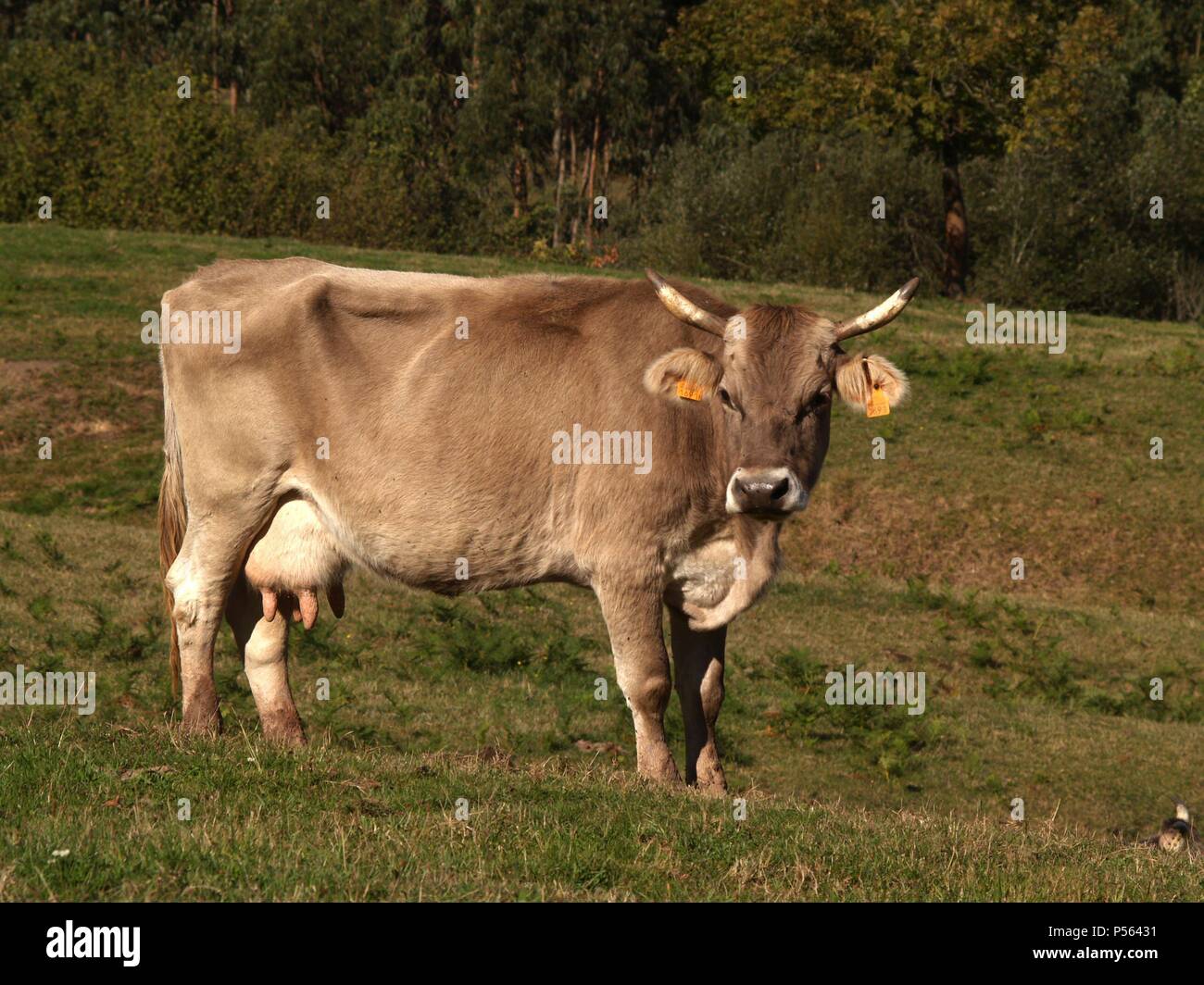 VACA. Stock Photo