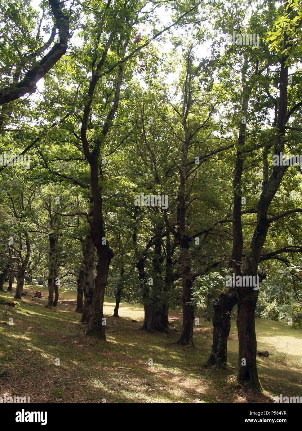 ROBLE ALBAR. (Quercus petraea). Arbol de la familia de las fagáceas. Stock Photo