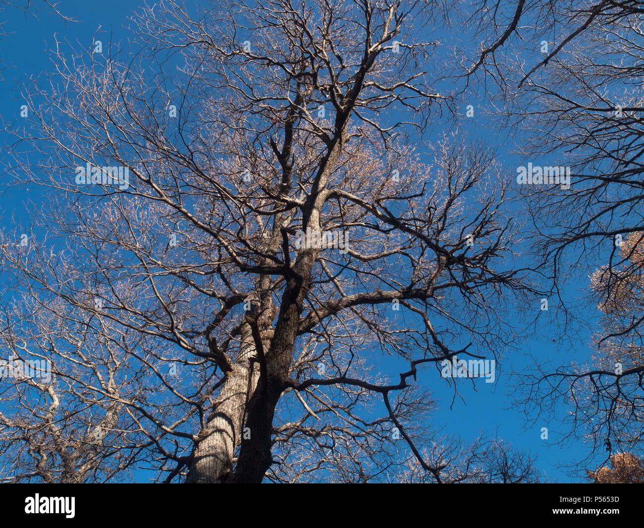 CASTAÑO (Castanea sativa). Arbol de la familia de las fagáceas. RESERVA ...