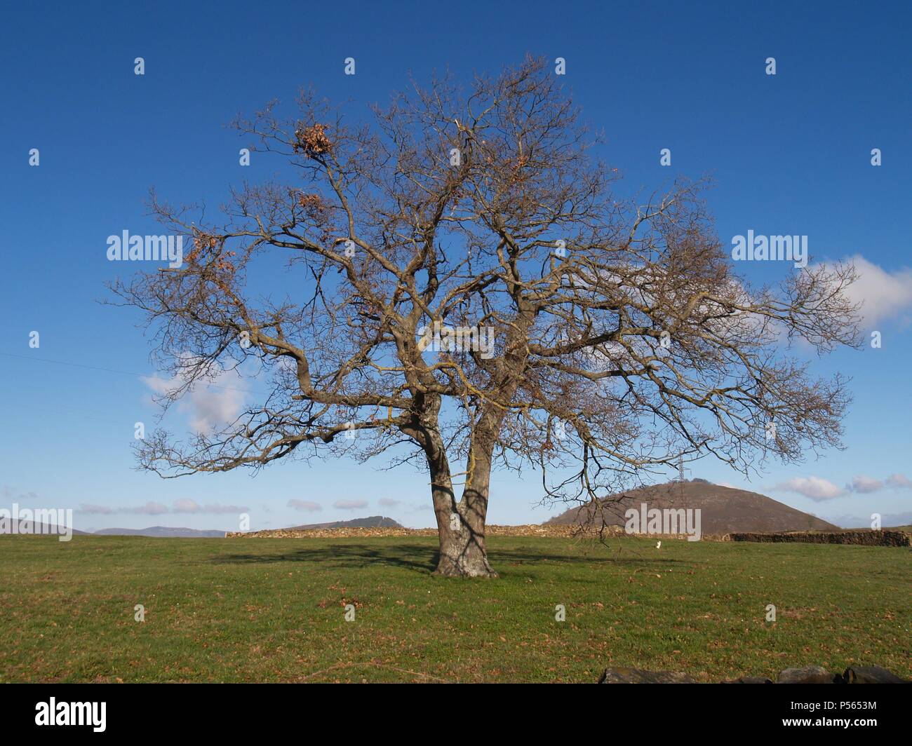 ROBLE ALBAR. (Quercus petraea). Arbol de la familia de las fagáceas. Stock Photo
