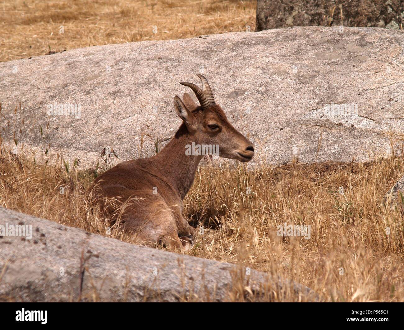 CABRA MONTES (Capra ibex) . Stock Photo