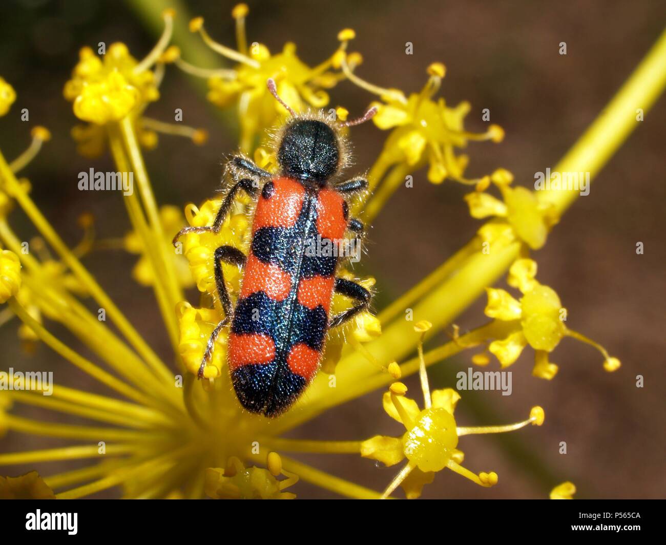 TRICHODES APIARIUM, libando en una flor. Escarabajo. Stock Photo