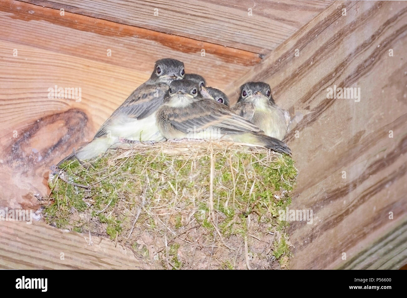 Baby Birds in a Nest Waiting to be Fed Stock Photo