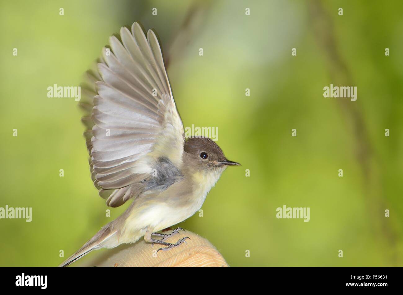 Bird Isolated on Green Background Stock Photo