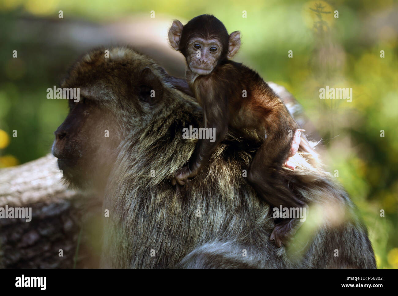 Calvay, the four week old Barbary Macaque, explore his enclosure with ...