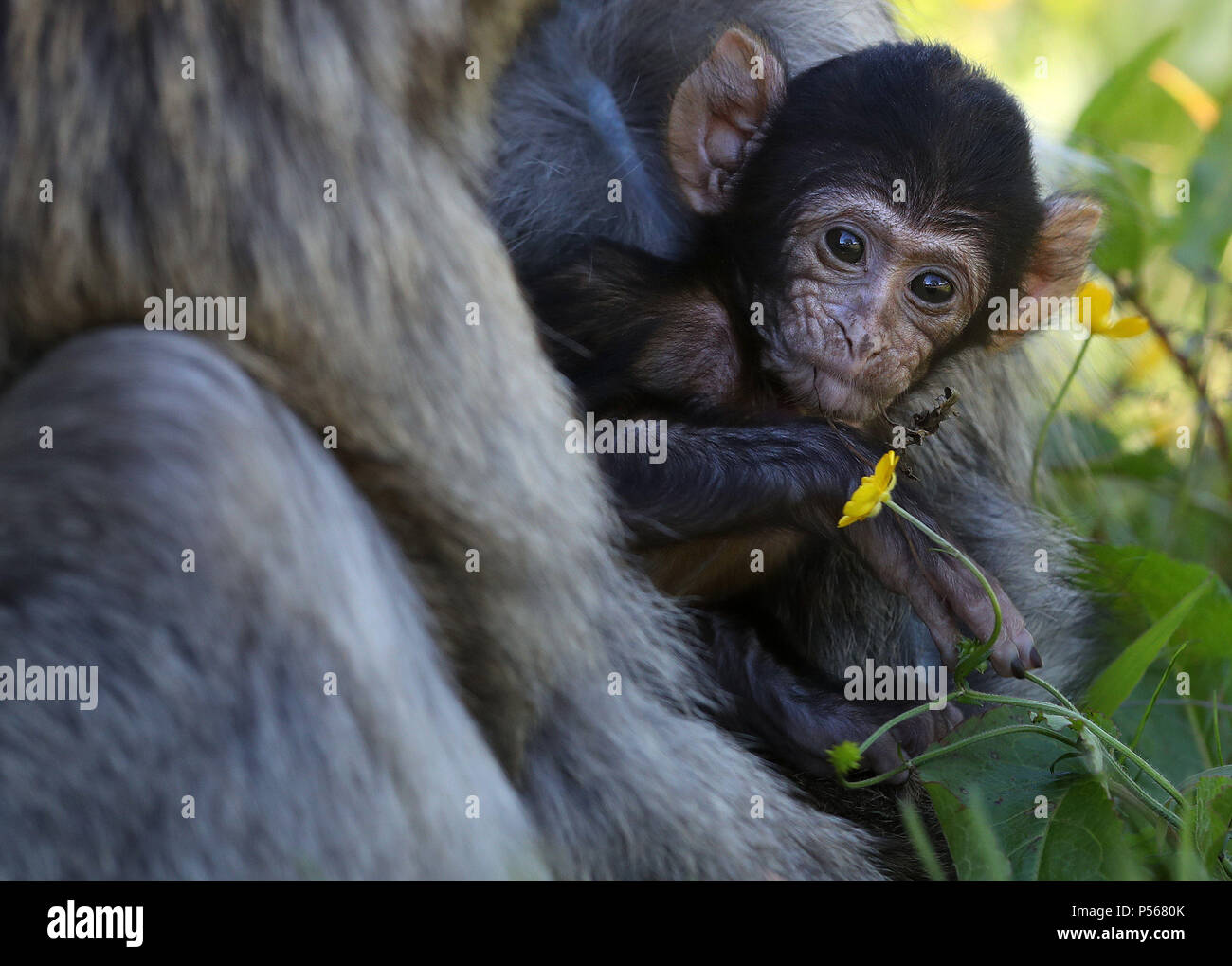 Calvay, the four week old Barbary Macaque, explore his enclosure at ...