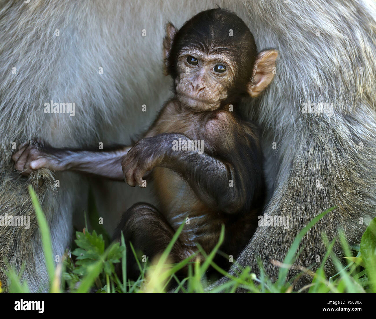 Calvay, the four week old Barbary Macaque, explore his enclosure at ...
