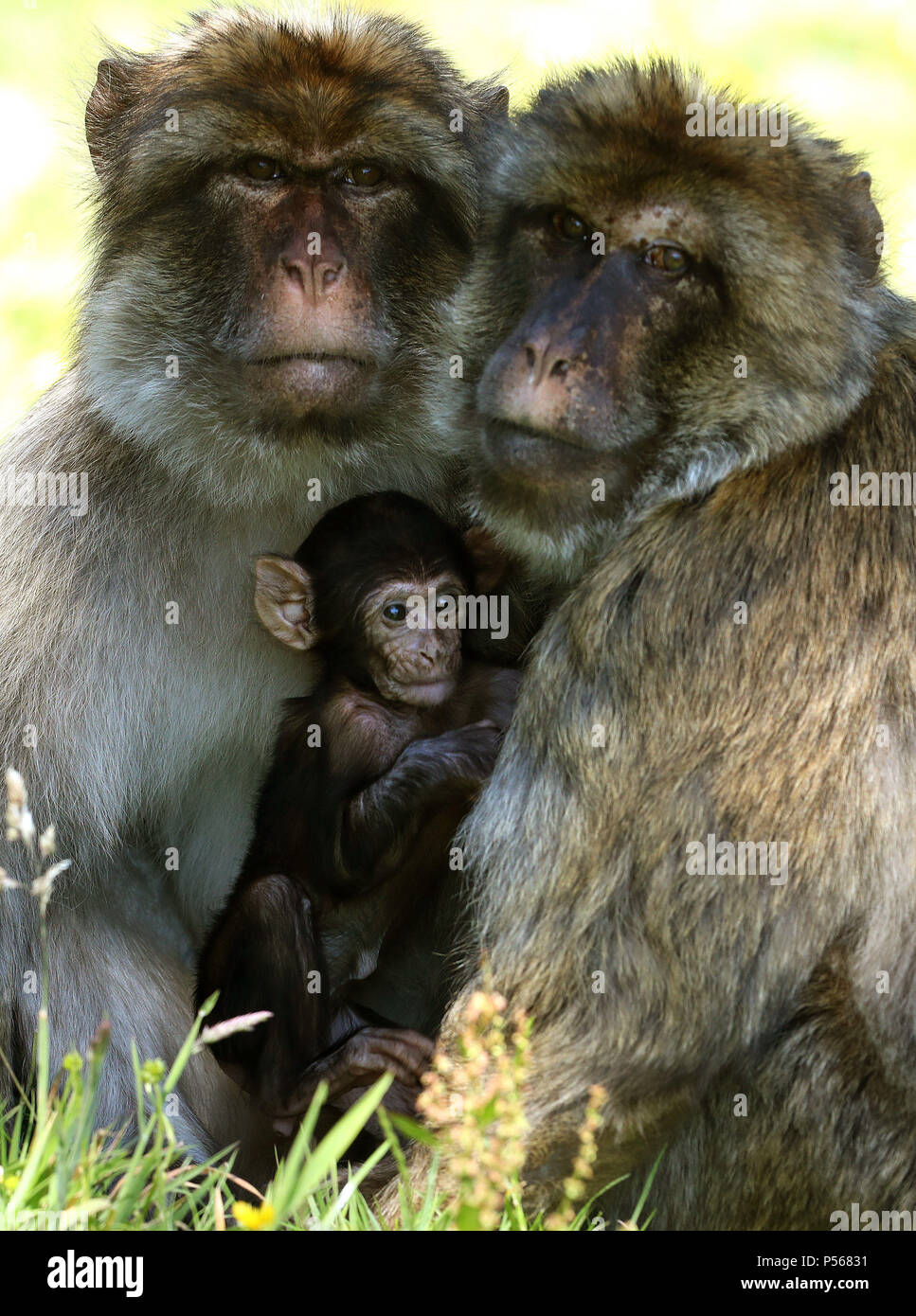 Calvay, the four week old Barbary Macaque, explore his enclosure with ...