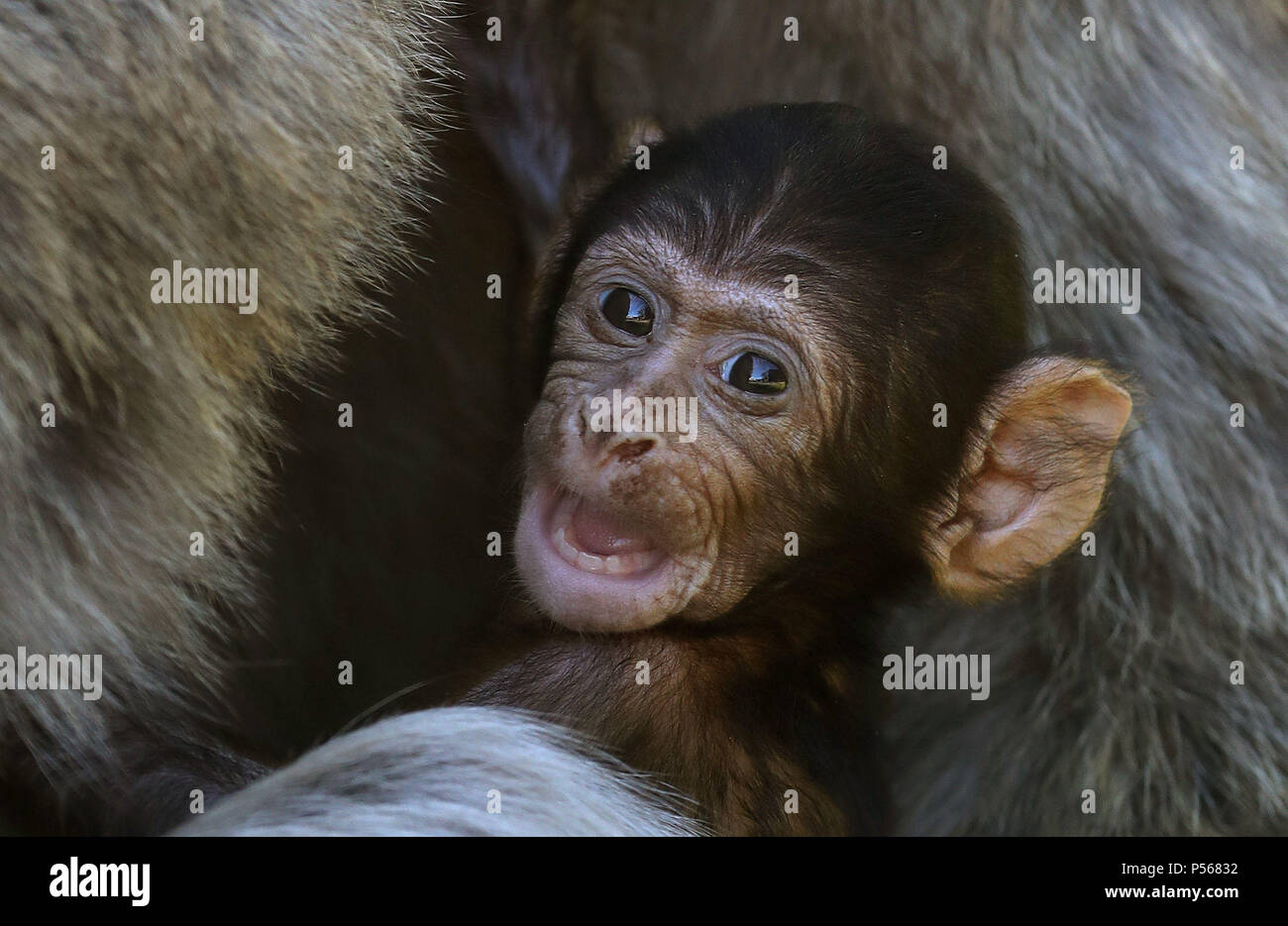 The four week old barbary macaque hi-res stock photography and images ...