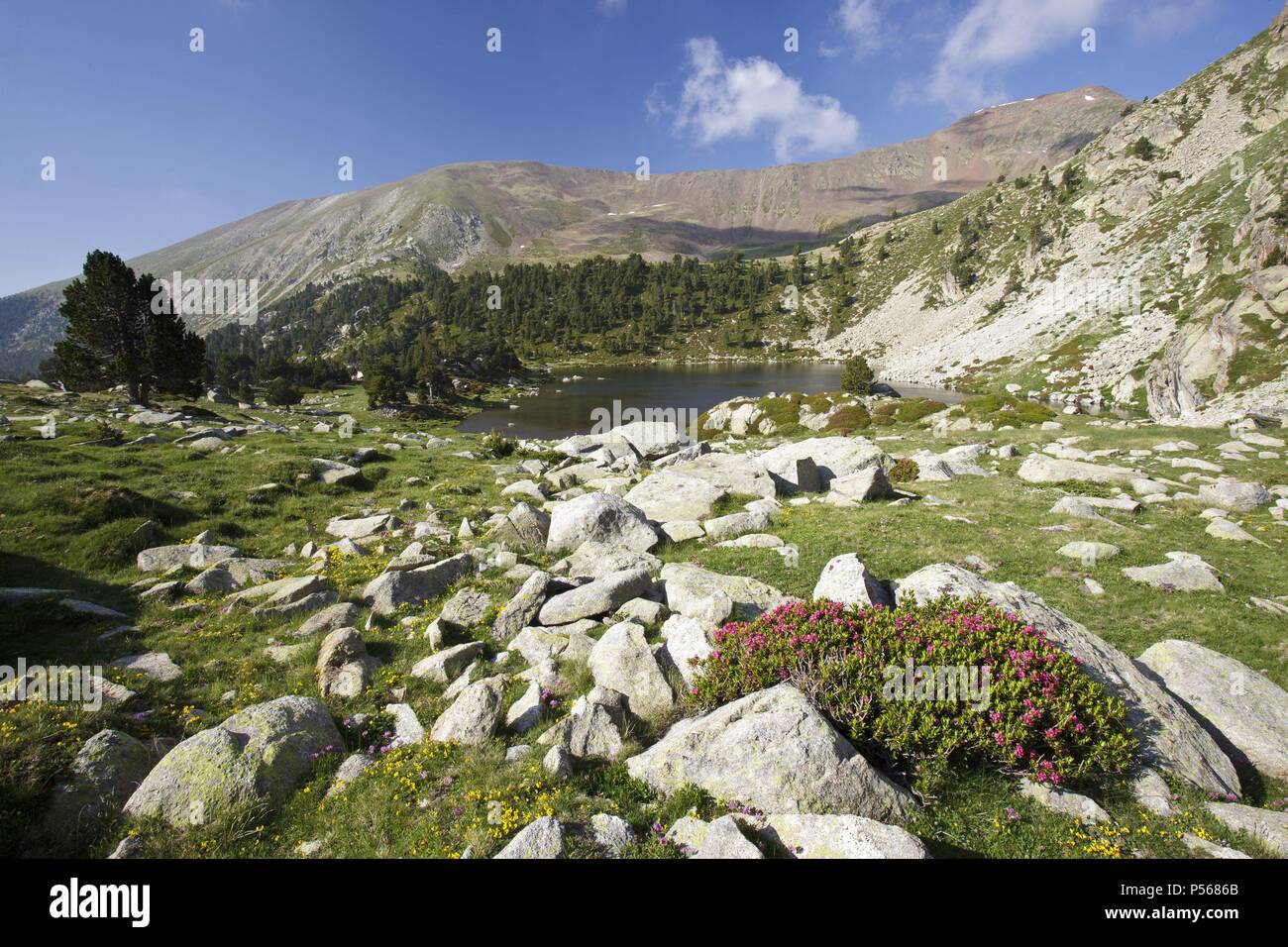 De la Pera Lakes, Tossa Plana de Lles, Pyrenees, Lleida Province, Spain,  July Stock Photo - Alamy