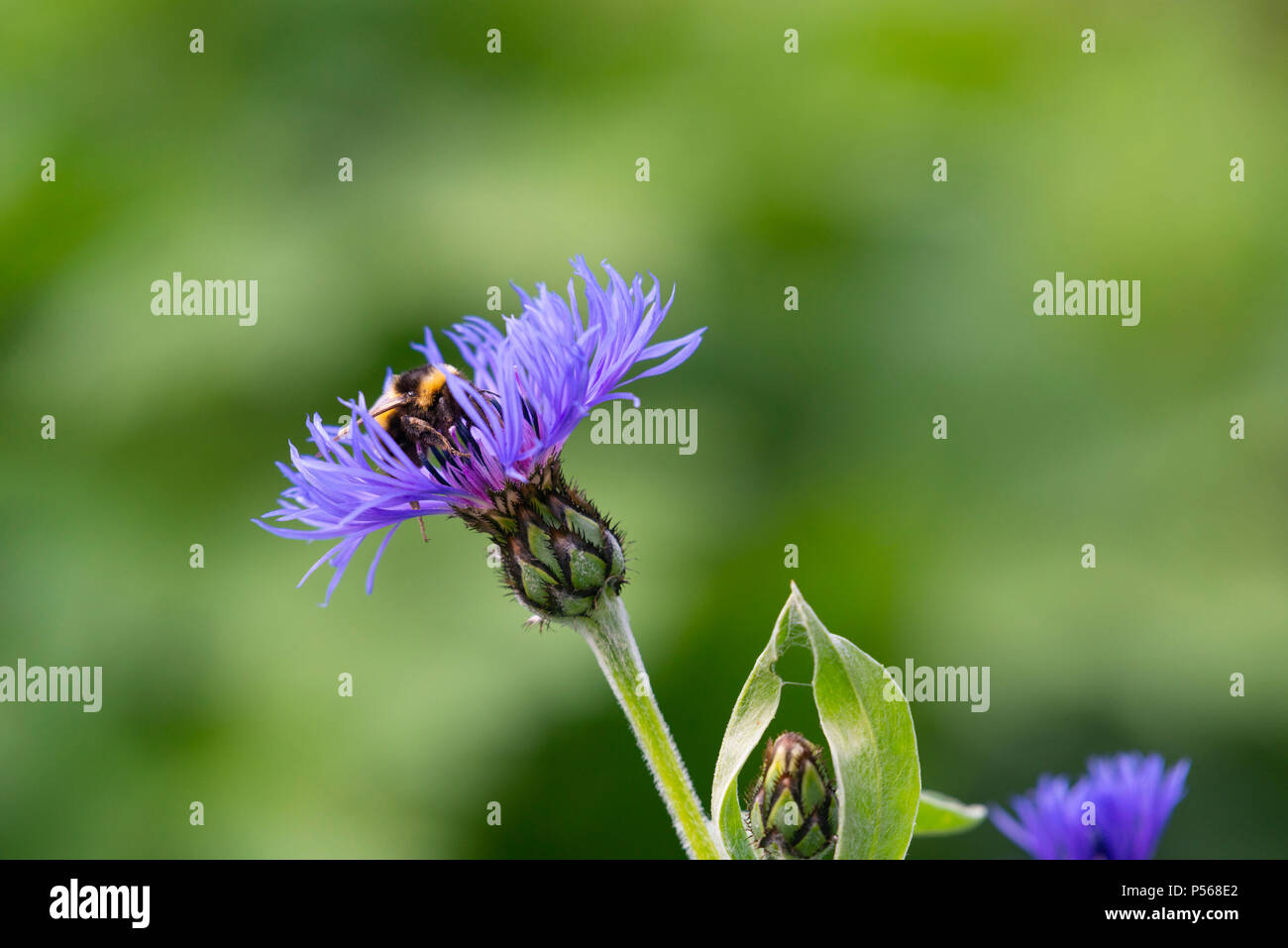 A Garden Bumblebee (Bombus Hortorum) Feeding on a Mountain Cornflower (Centaurea Montana). Stock Photo