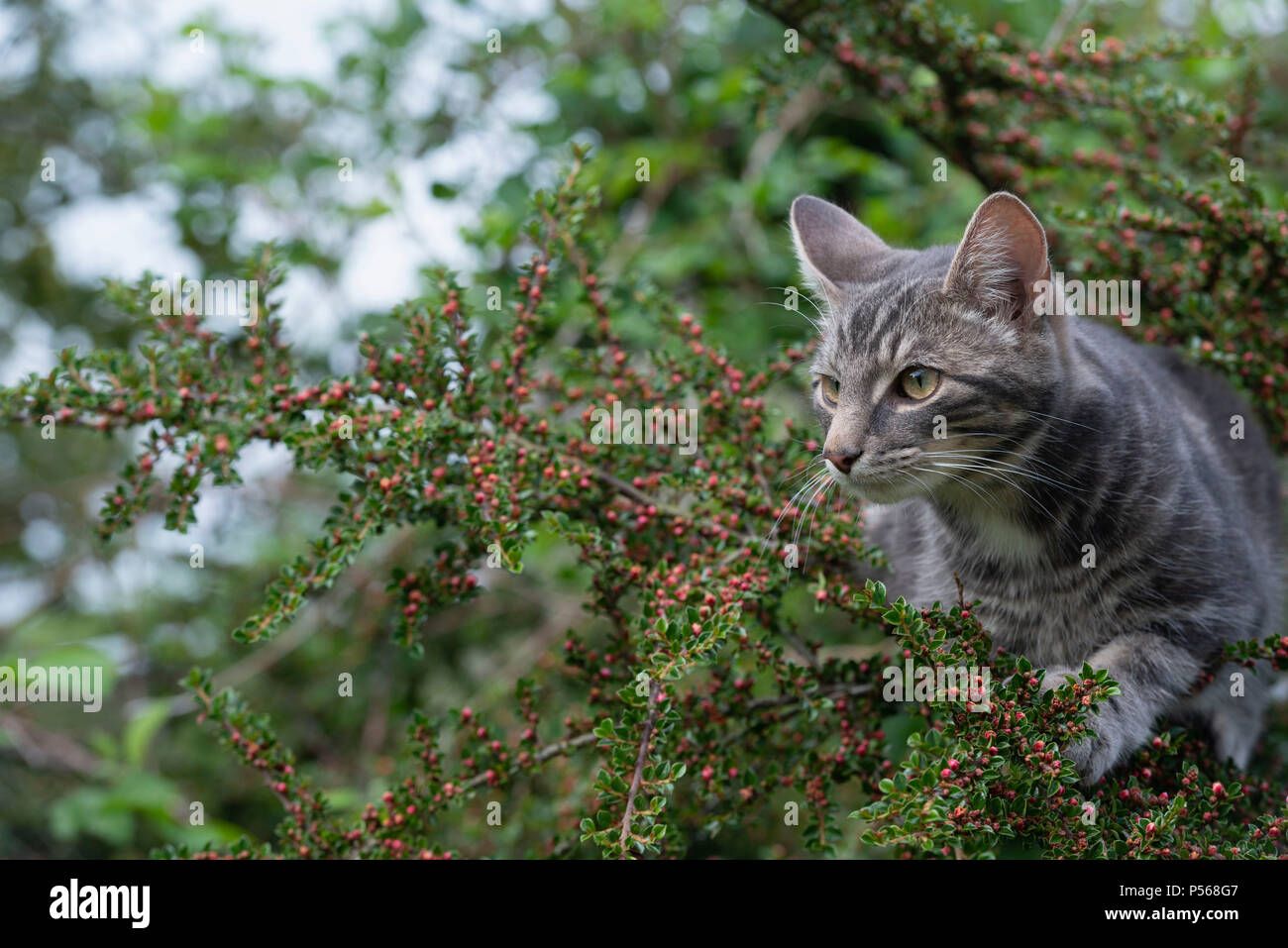A Grey Tabby Cat Sitting in a Cotoneaster Bush Stock Photo