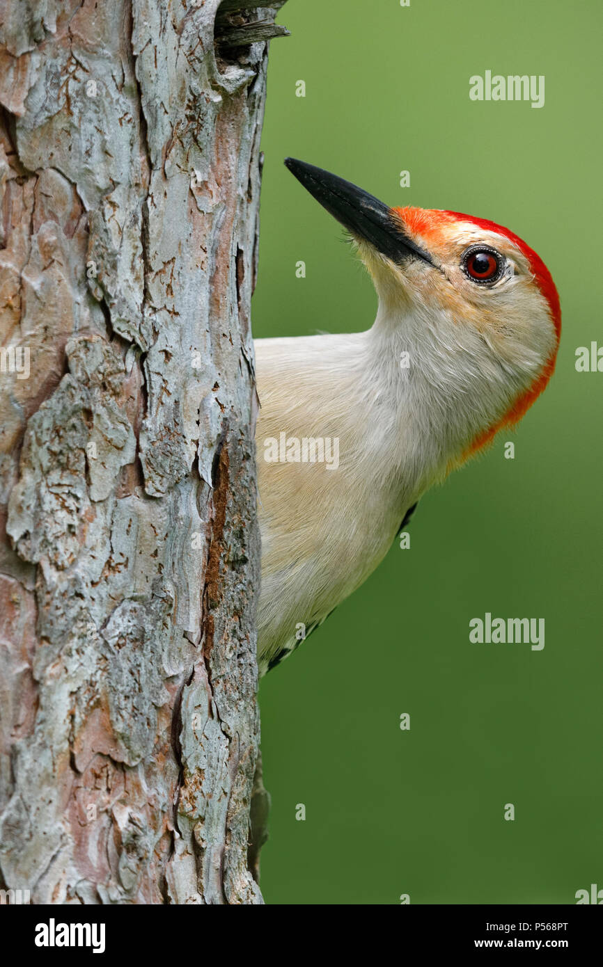 Male Red-bellied Woodpecker (Melanerpes carolinus) on a red pine tree - Ontario, Canada Stock Photo