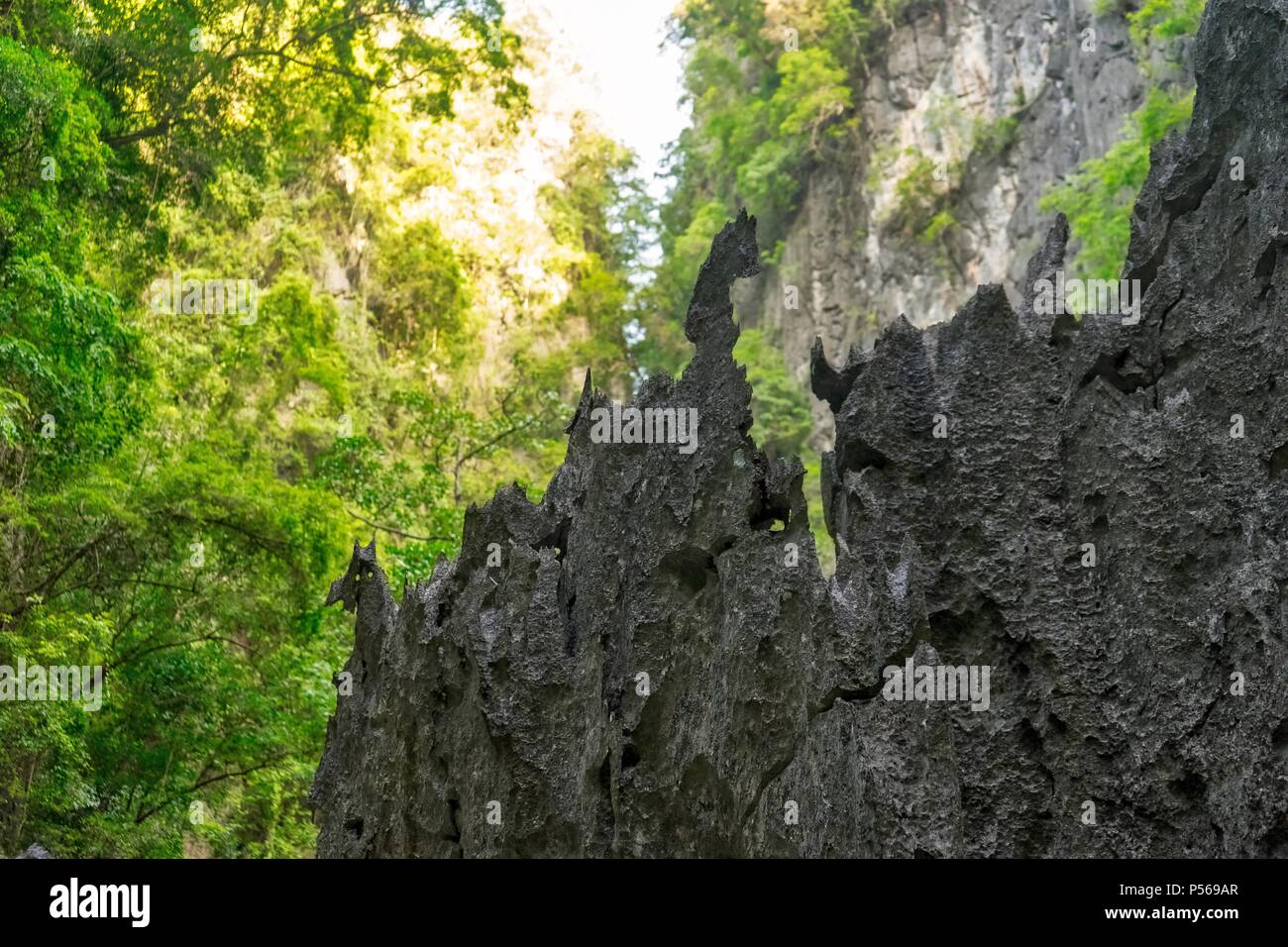 dense forest inside a Rock covered with tree and Mangroves Stock Photo ...