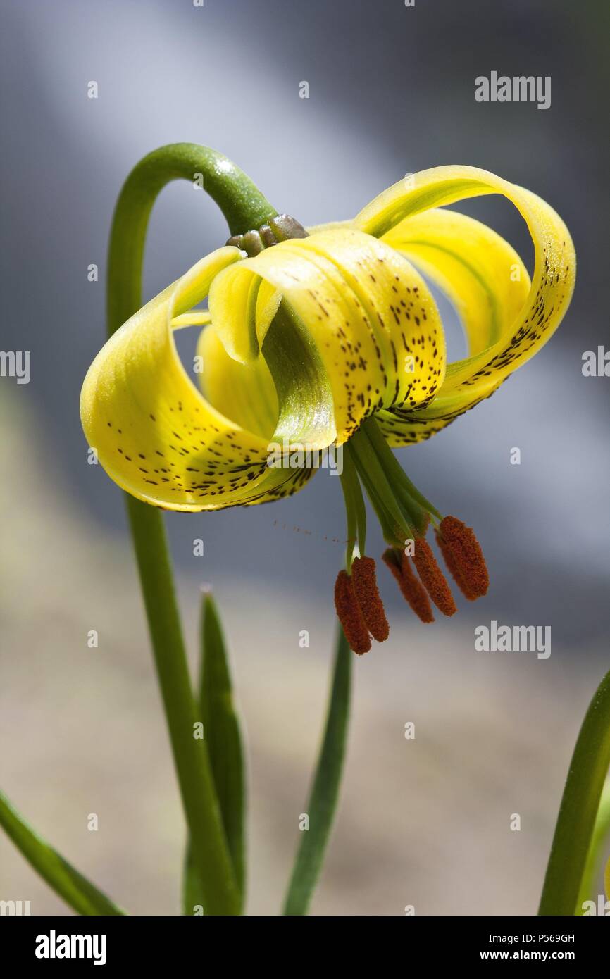 Pyrenean Lily (Lilium pyrenaicum). Pyrenees mountain. Province of Lleida. Spain. Stock Photo