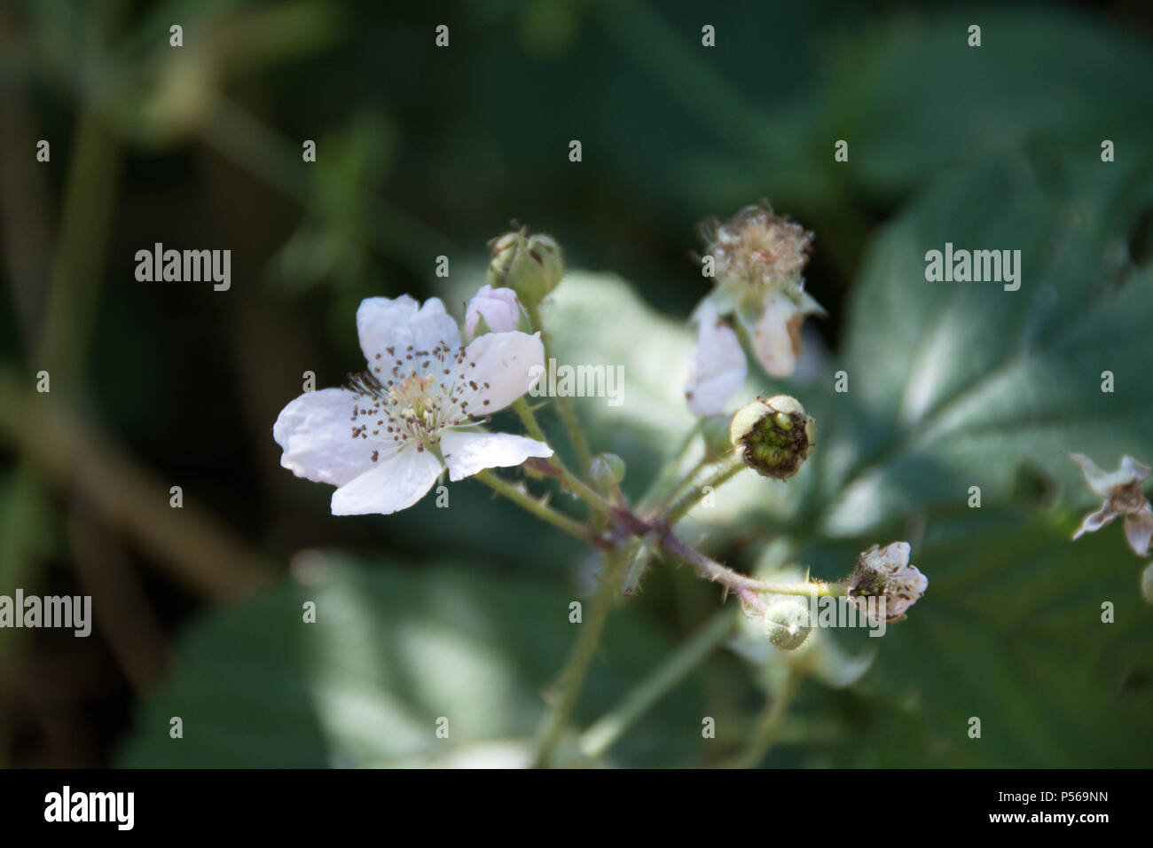 Wild Blackberry Blossom Stock Photo Alamy