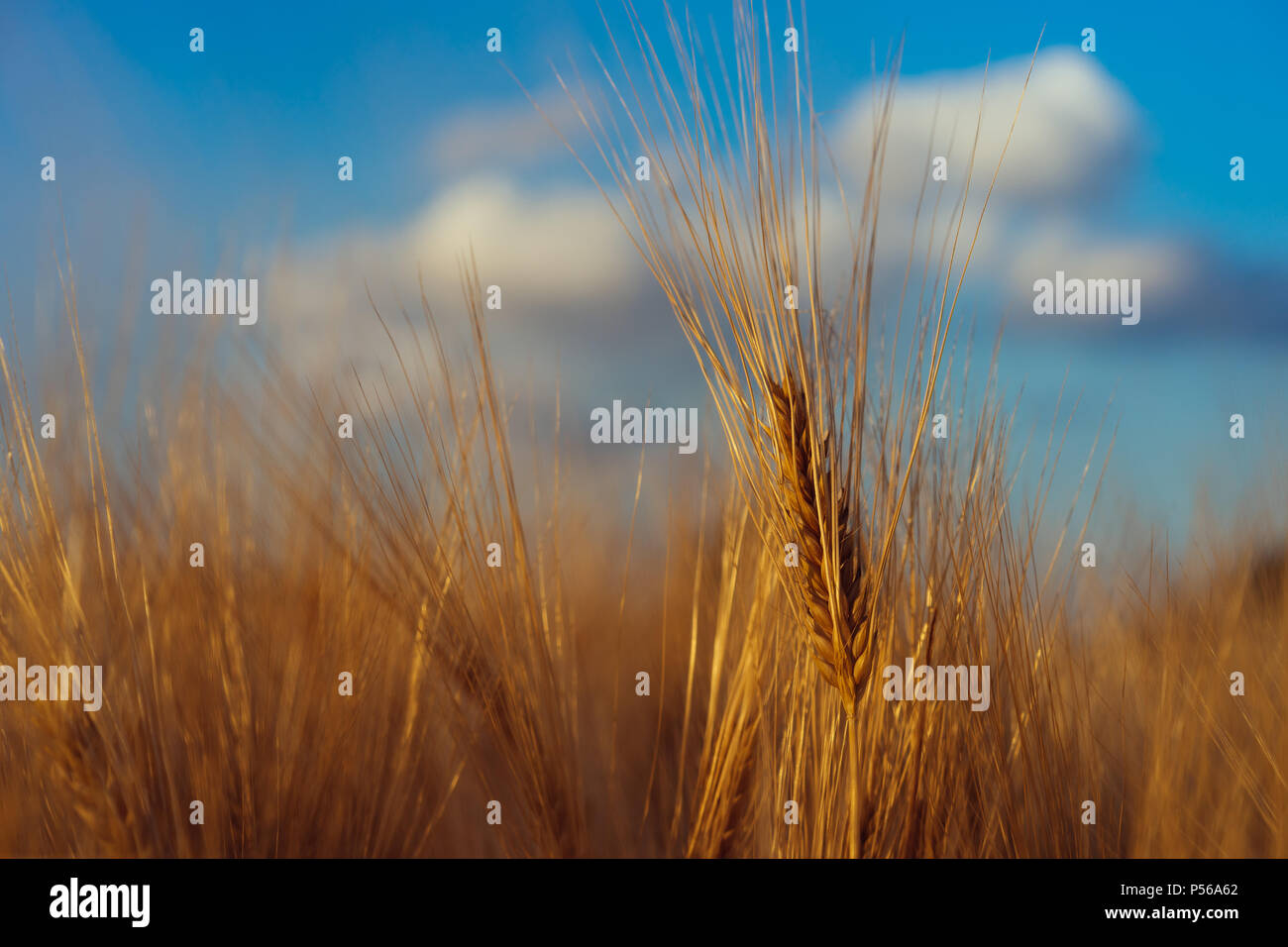 Wheat field and blue sky with clouds above Stock Photo - Alamy