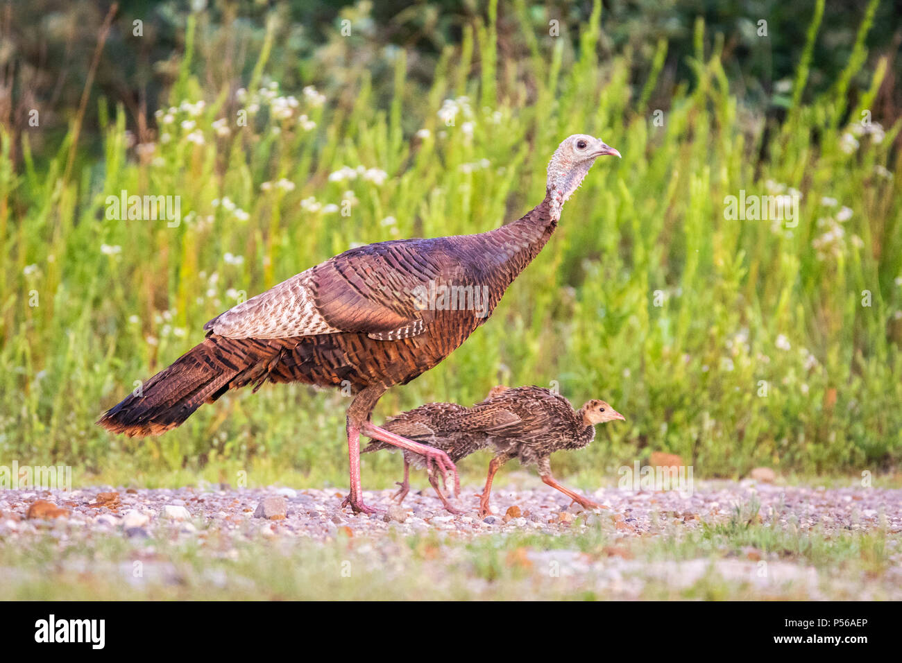 Chicks wild bird hires stock photography and images Alamy