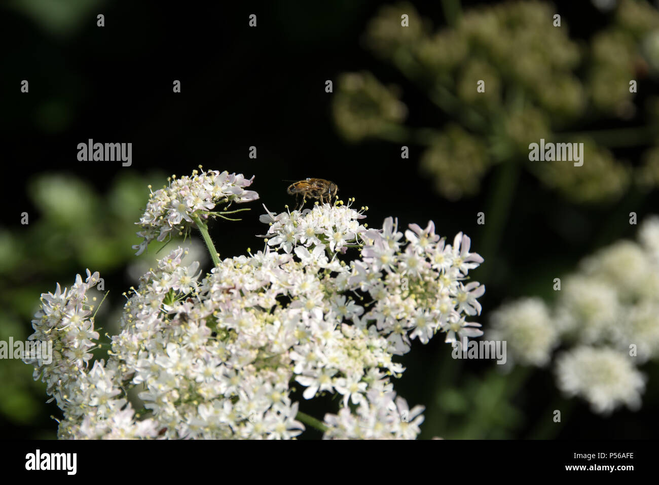 Wild Parsley in flower in the UK Stock Photo Alamy