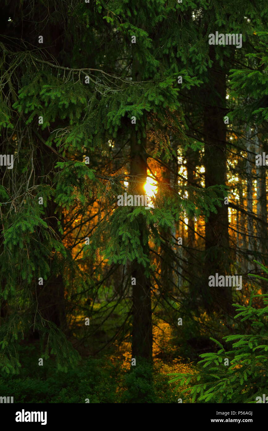 Romantic sunset in a forest in the Harz mountains, a low mountain range in Germany. Stock Photo