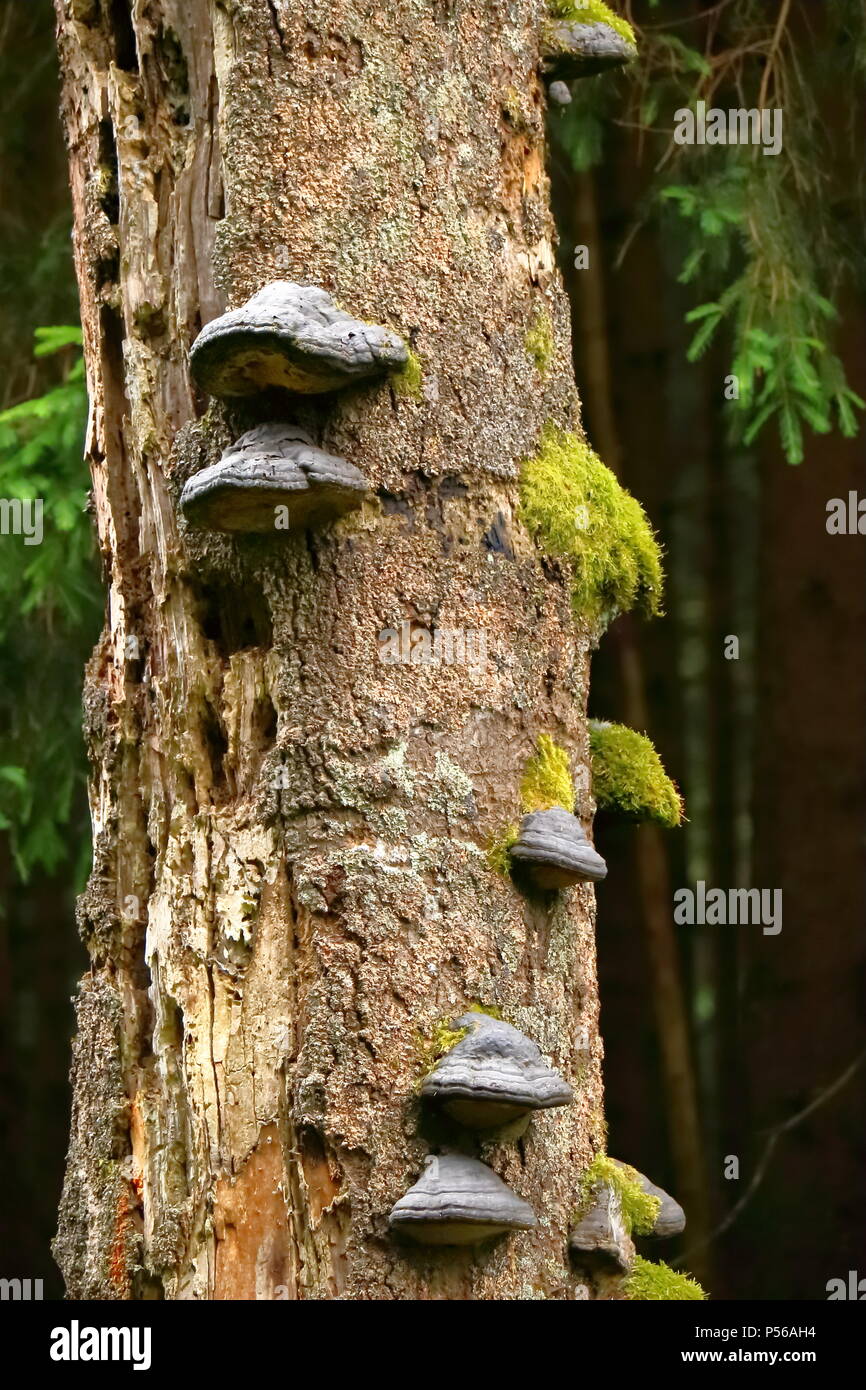Tree fungus, hoof fungus on a dead spruce tree in a forest in Germany. Stock Photo