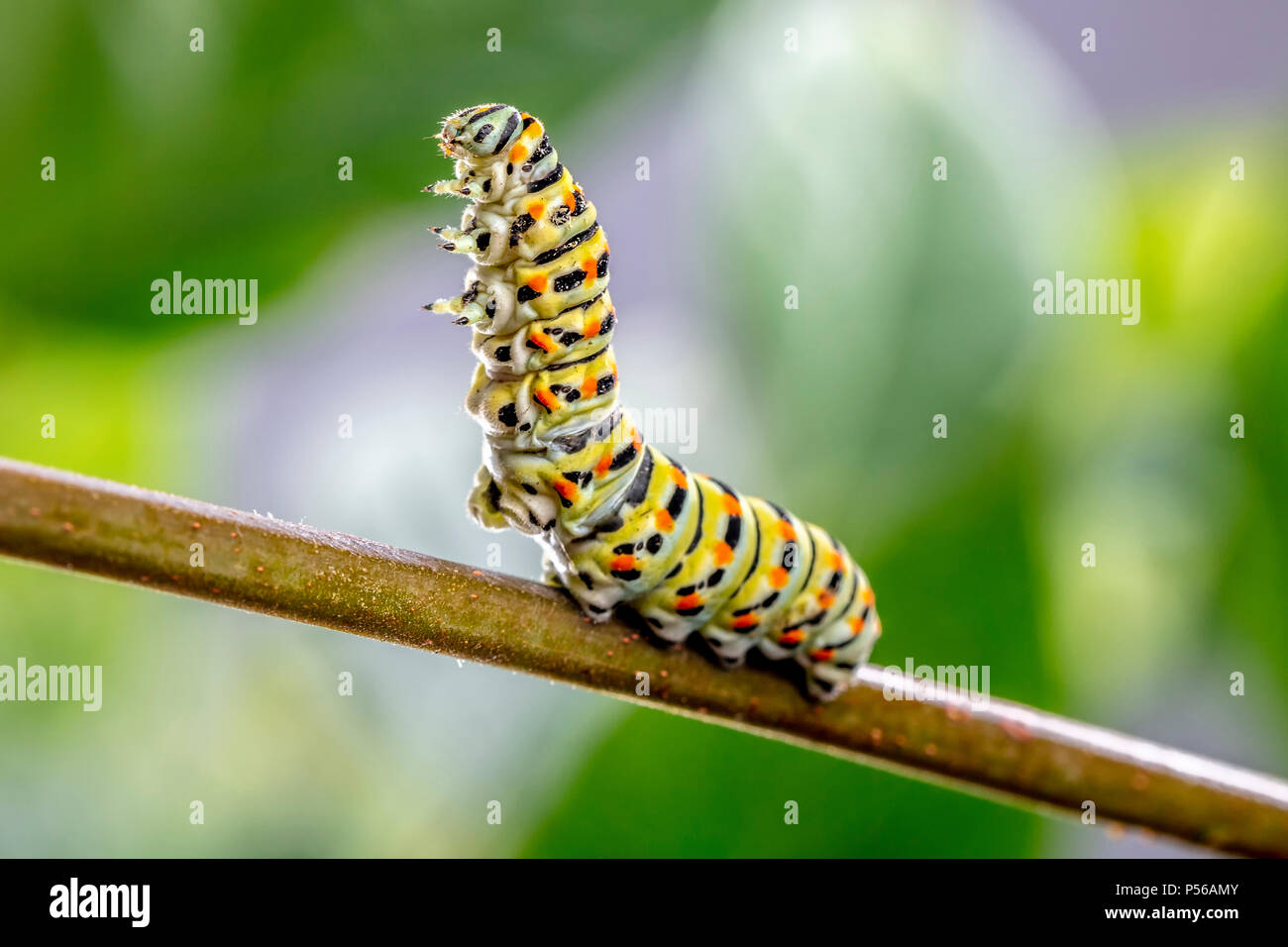 Papilio machaon Caterpillar in threatening posture Stock Photo