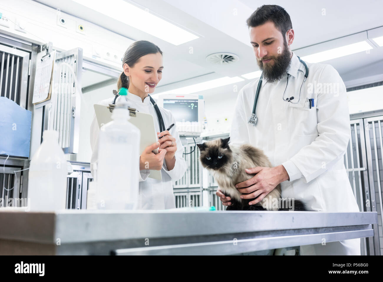 Animal doctor veterinarians examining cat in ICU Stock Photo