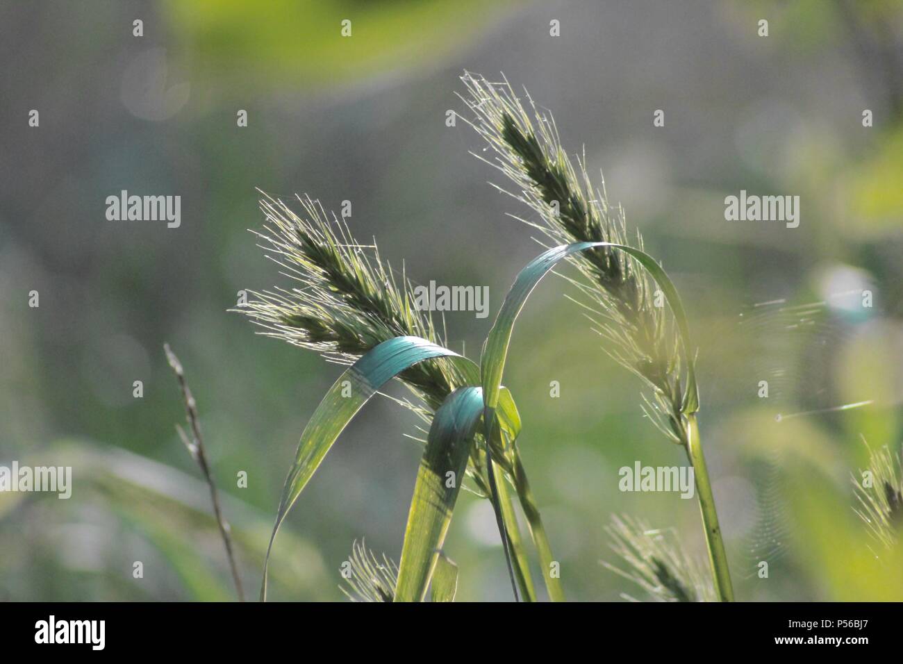 Heads of wheat against green background Stock Photo