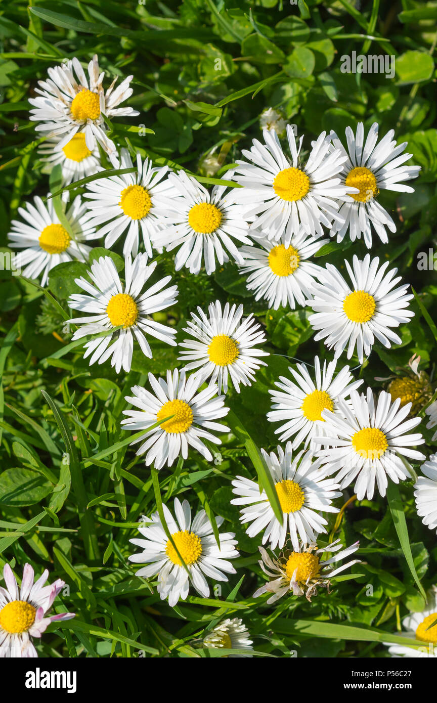 Looking down on Common Daisies (Bellis perennis) growing in Spring in the UK. Common Daisy. Stock Photo