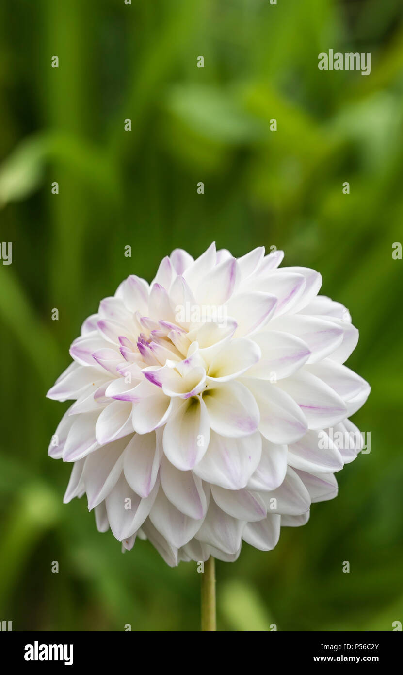 Single white Pom Pom Dahlia (Ball Dahlias) flower closeup, growing in a park in Summer in West Sussex, England, UK. Dahlias. Stock Photo