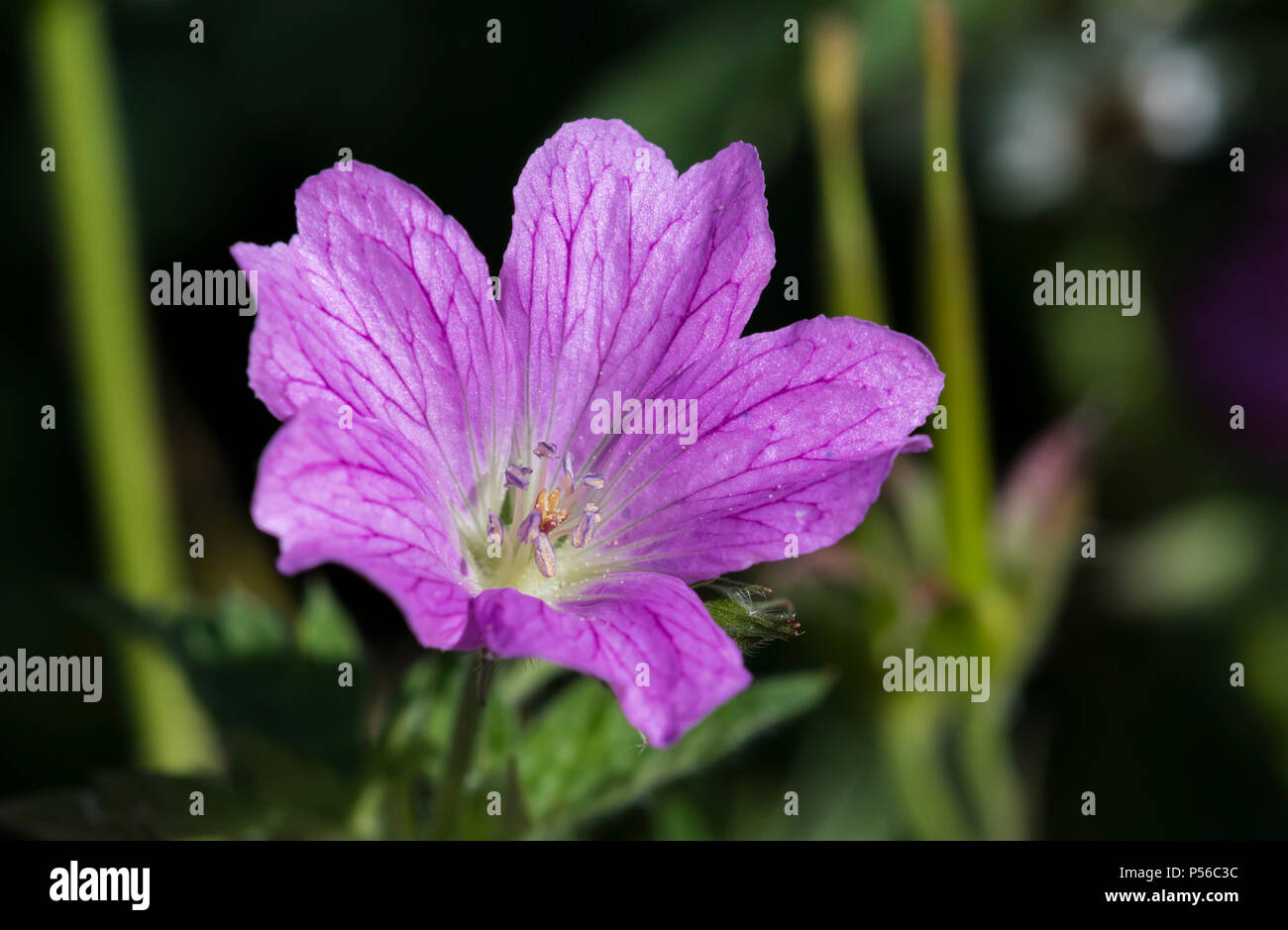 Single purple Druce's Crane's-Bill flower (Geranium × oxonianum) growing in a park in Summer in West Sussex, England, UK. Stock Photo