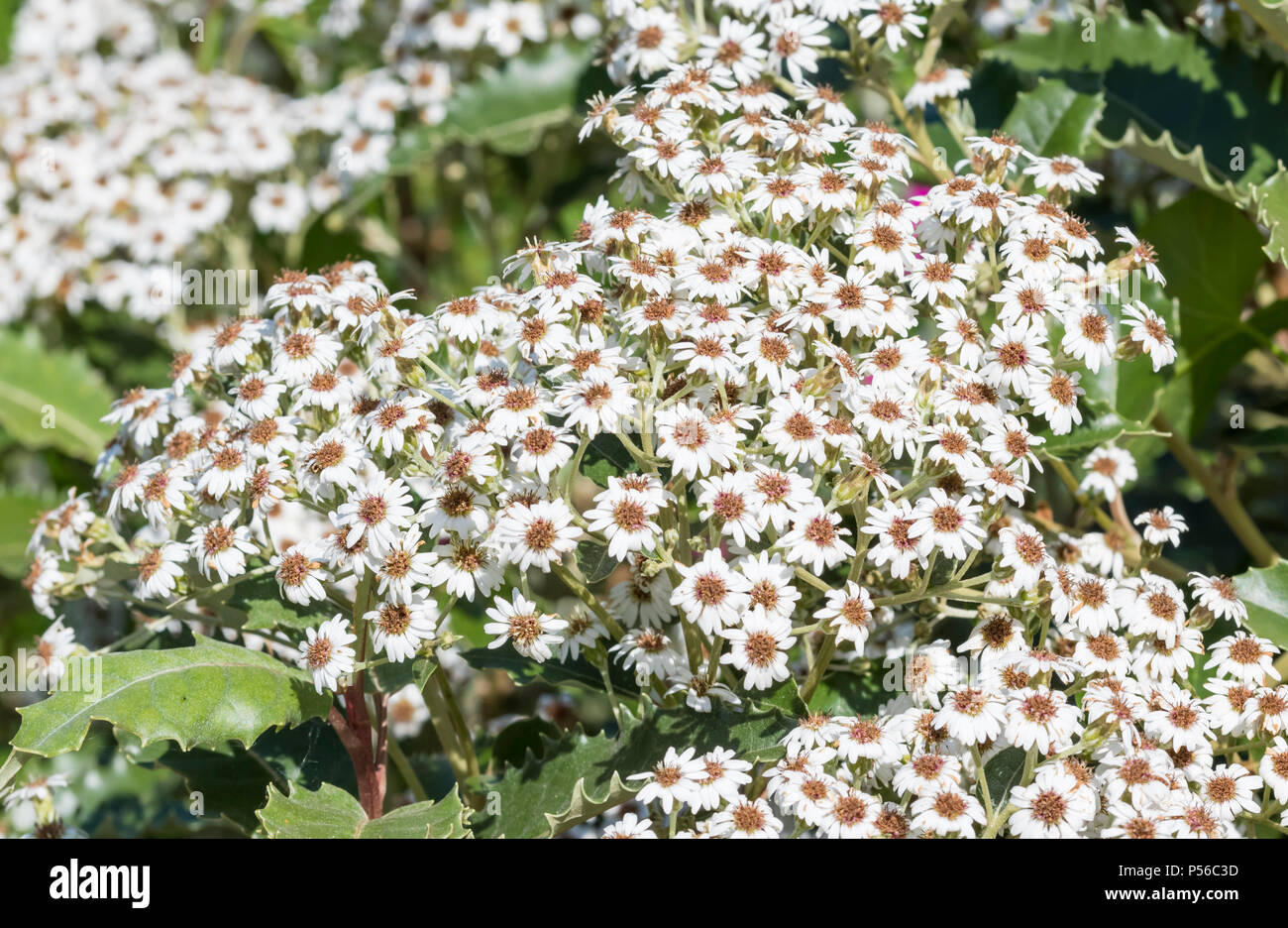 Macrodonta hi-res stock photography and images - Alamy