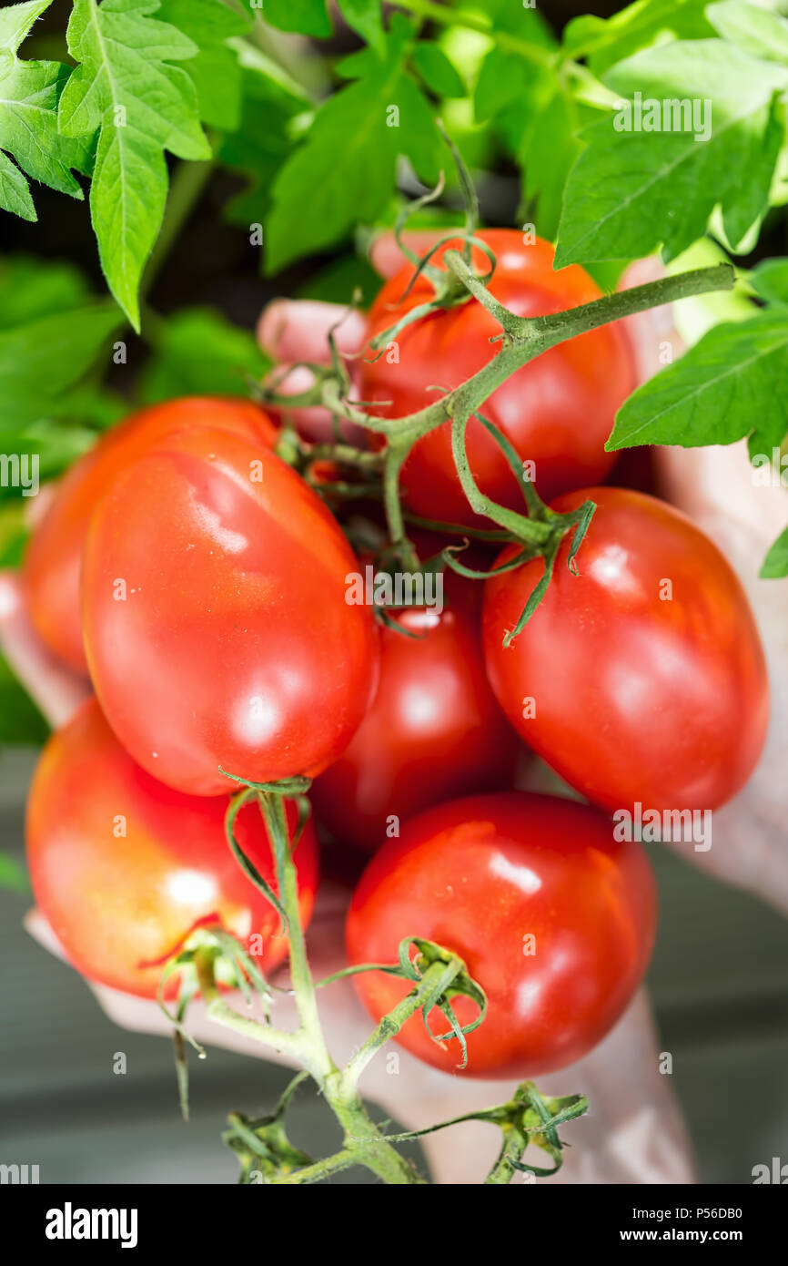 Female hands with fresh plum tomatoes Stock Photo