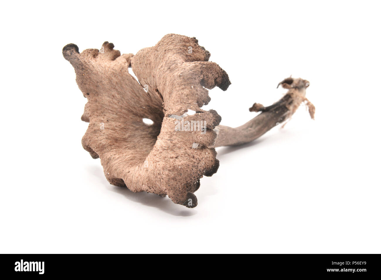 edible craterellus cornucopioides mushroom isolated on white Stock Photo