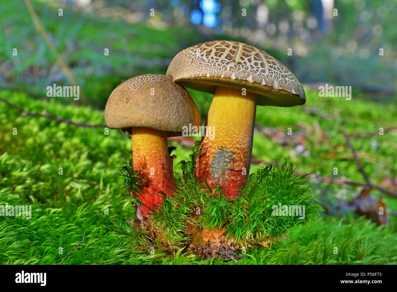 caloboletus rubripes mushrooms in the forest Stock Photo