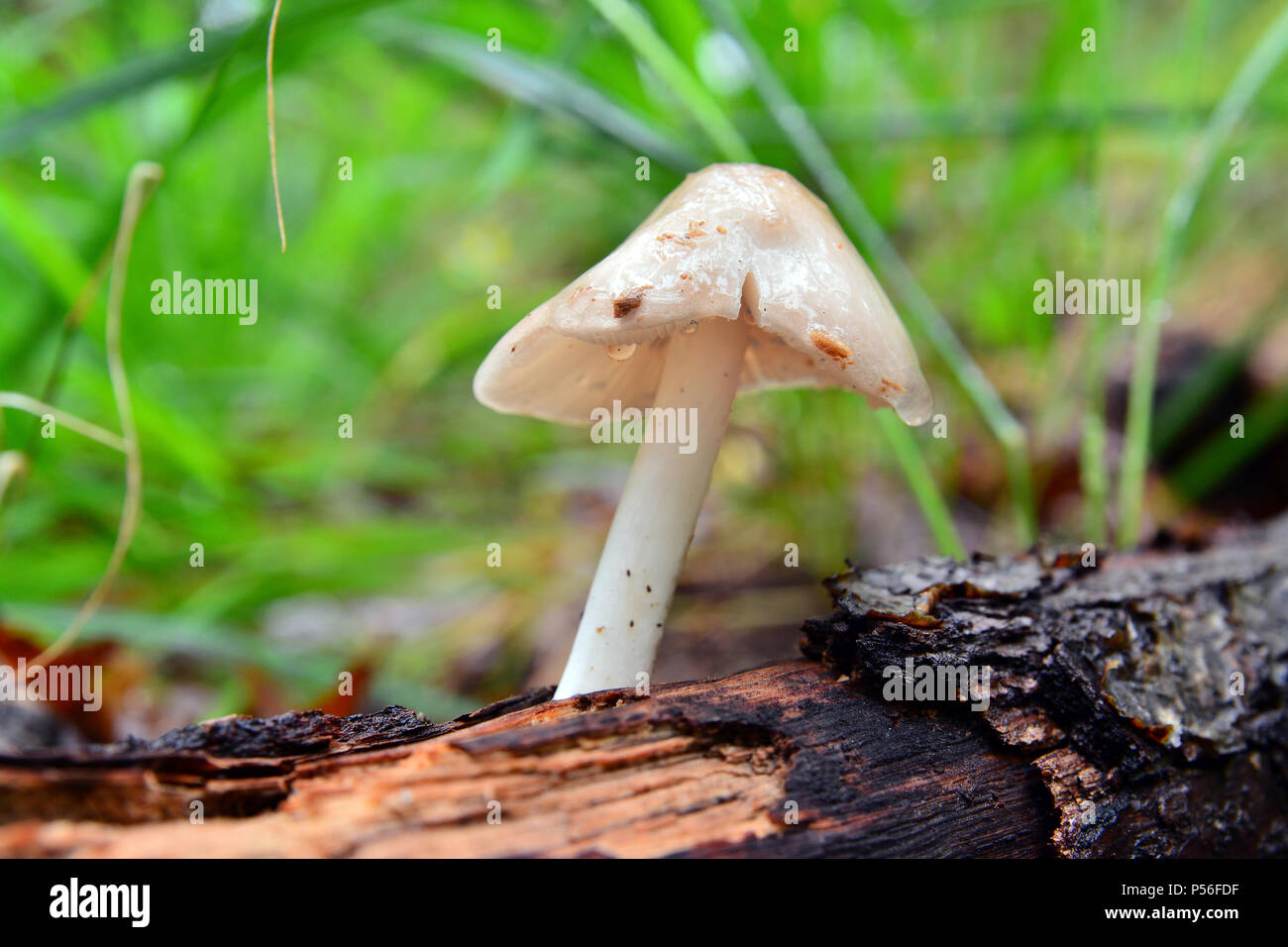 pluteus mushroom in the forest Stock Photo